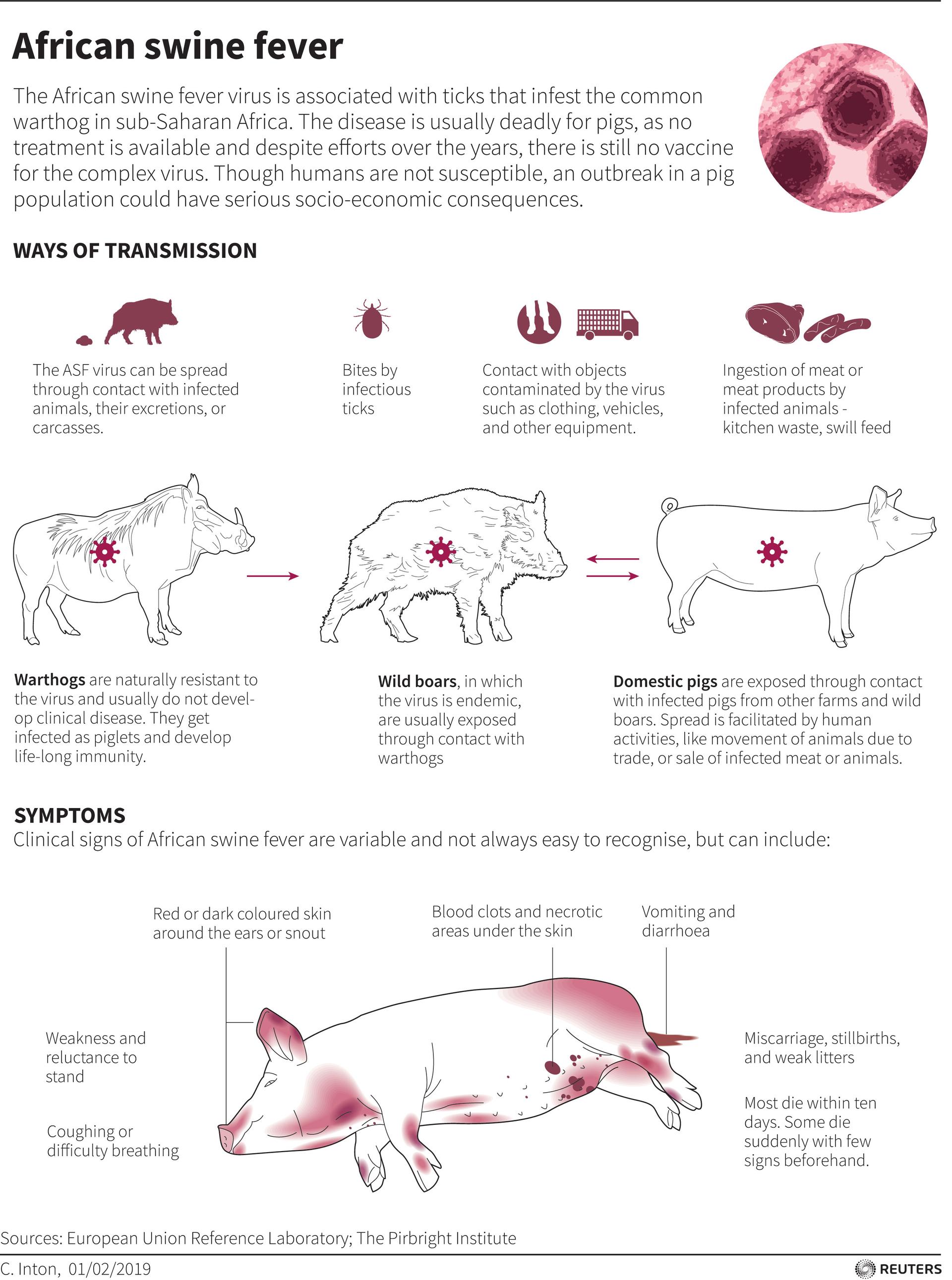 A graphic shows how African swine flu is transmitted