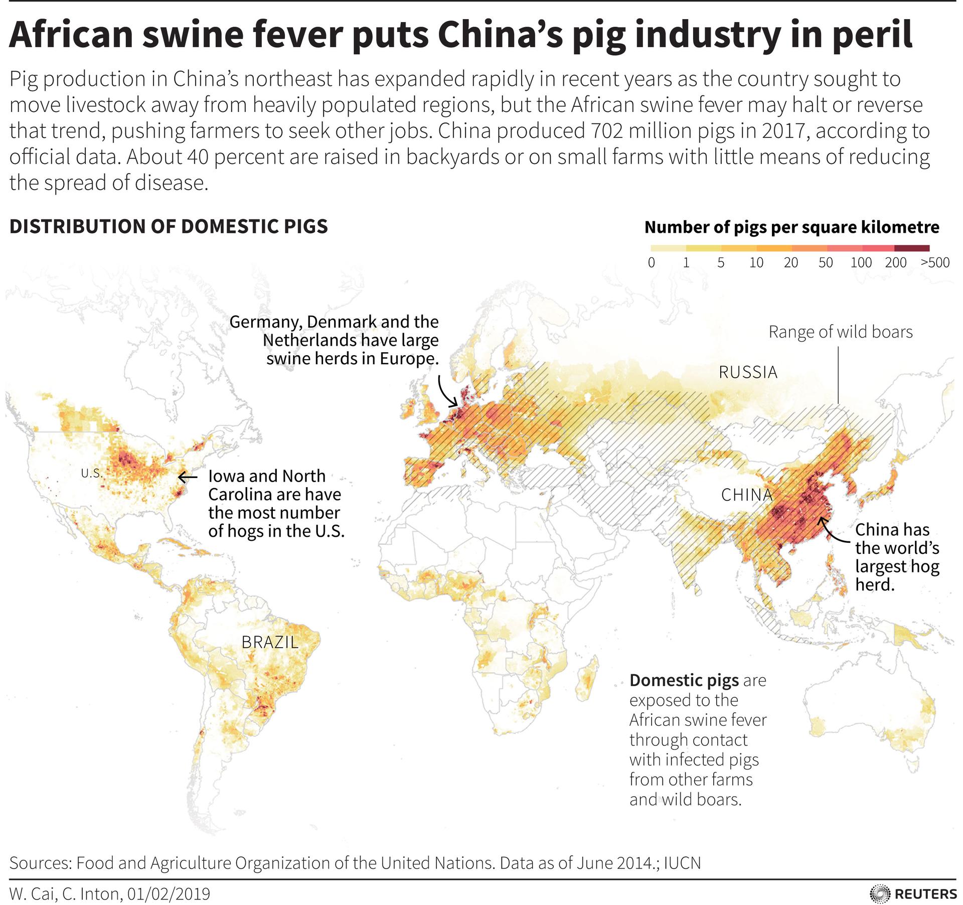 A map shows countries with large pig herds