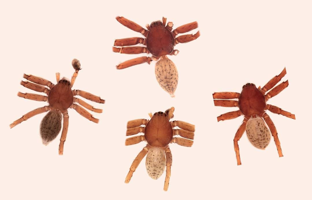 picture of four brown spiders on a white background.