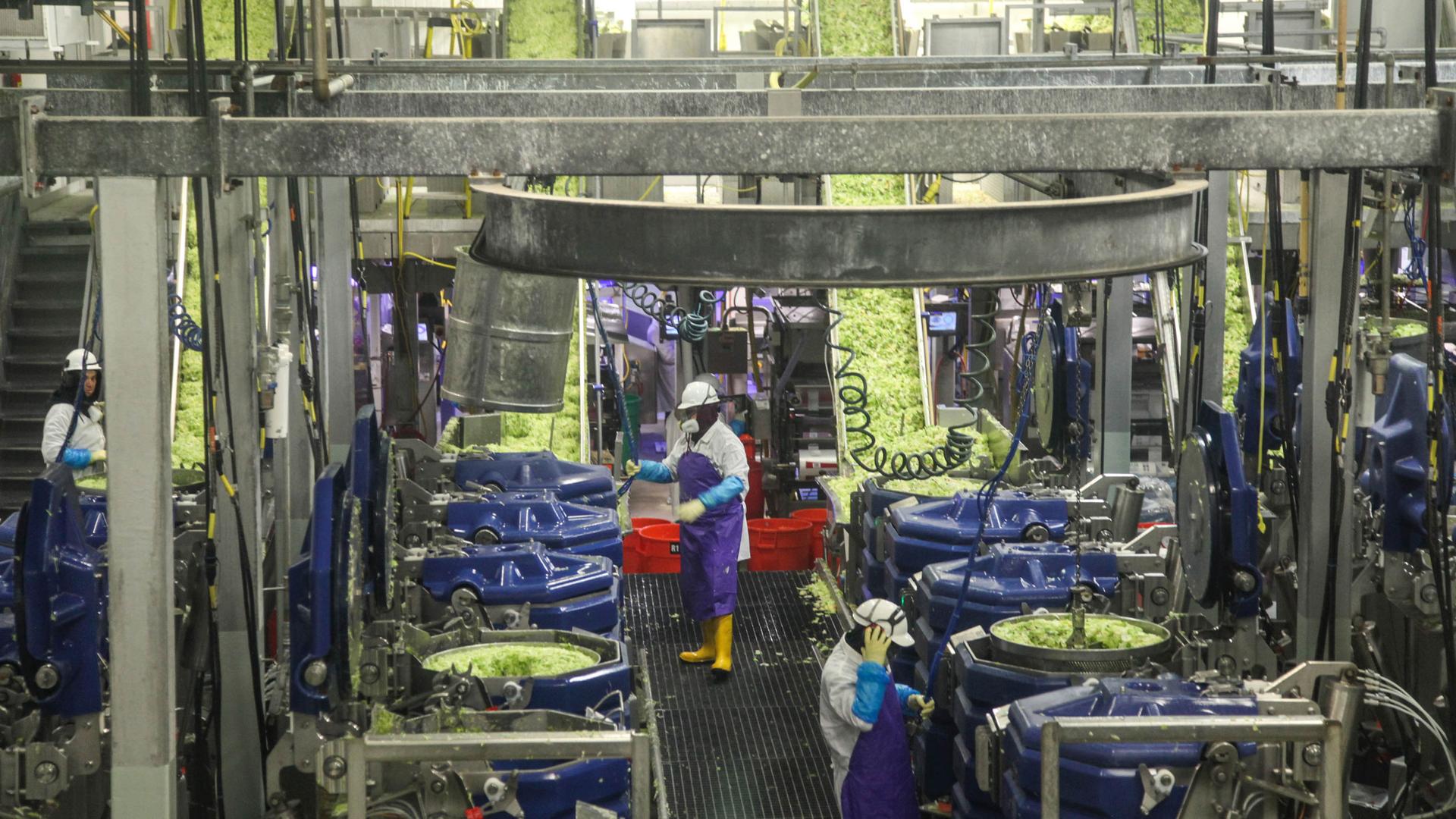 Workers wash and dry chopped lettuce at a Taylor Farms processing plant in Salinas, California on September 10, 2019. In recent years, the company has started incorporating automation in its facility. 