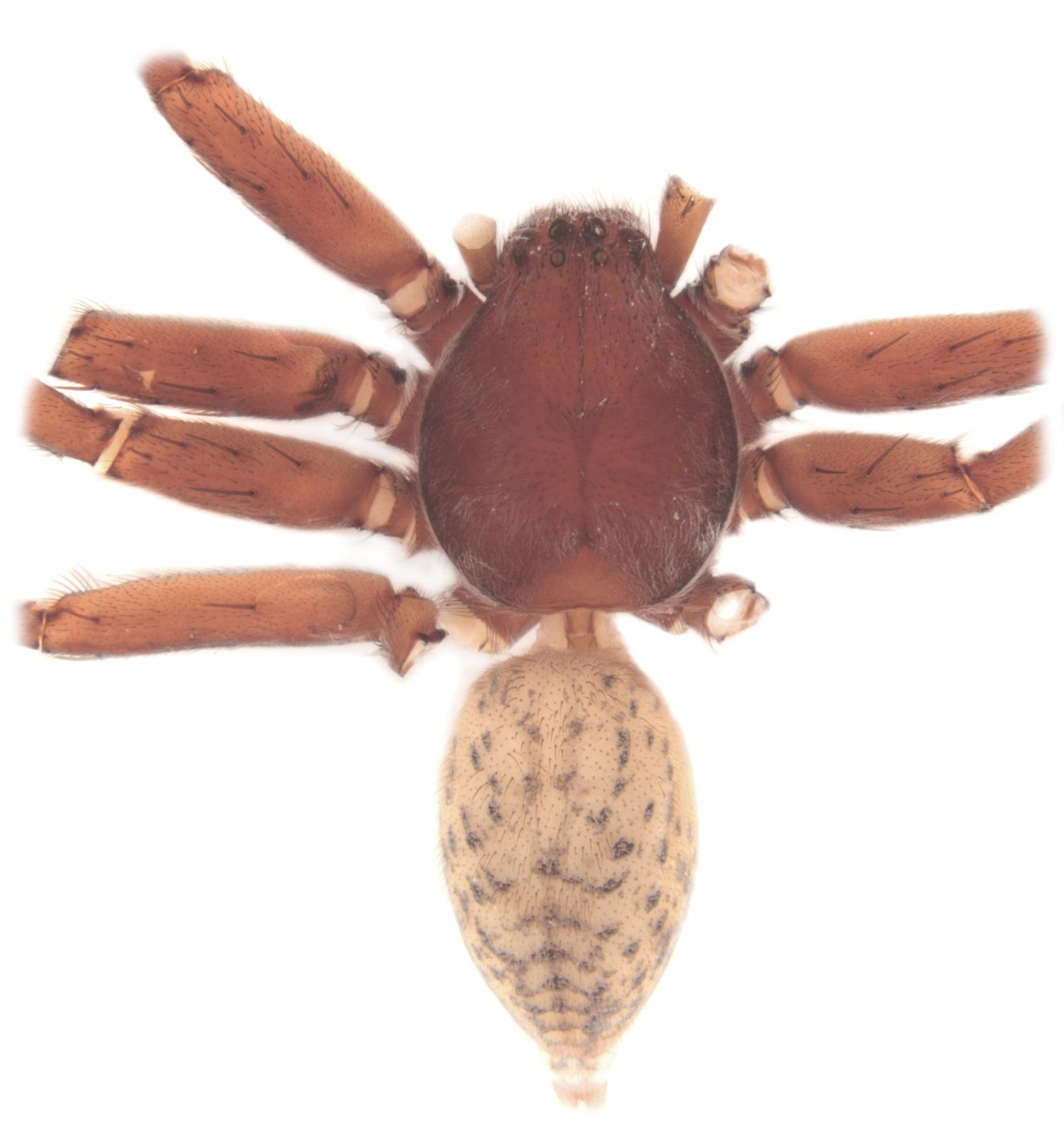 a brown spider is shown over a white background