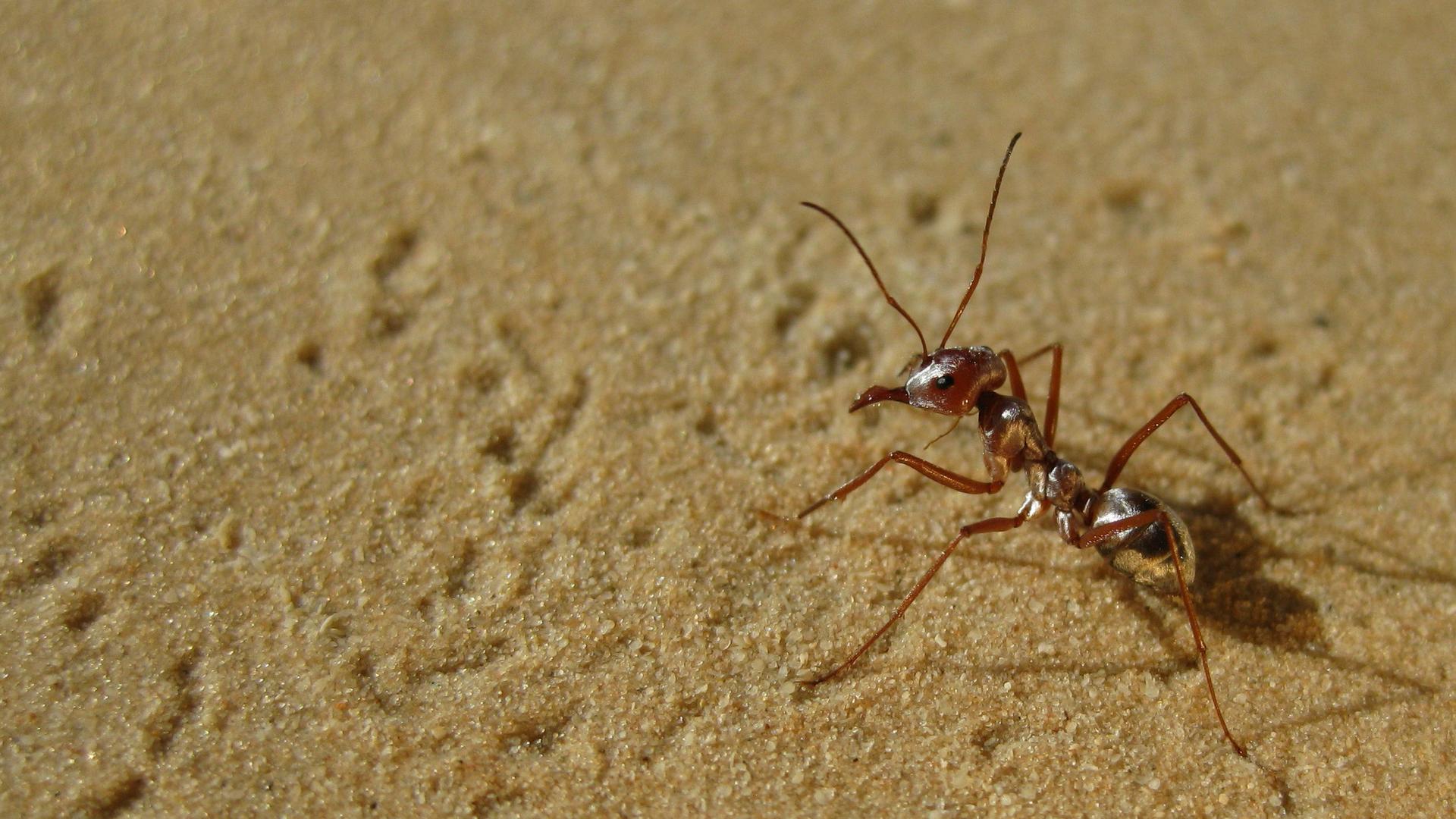 An up close image of an ant in sand 
