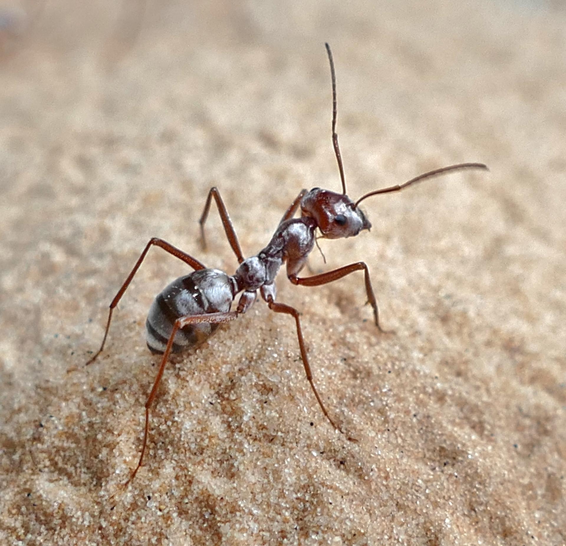 Up close image of ant with 6 legs