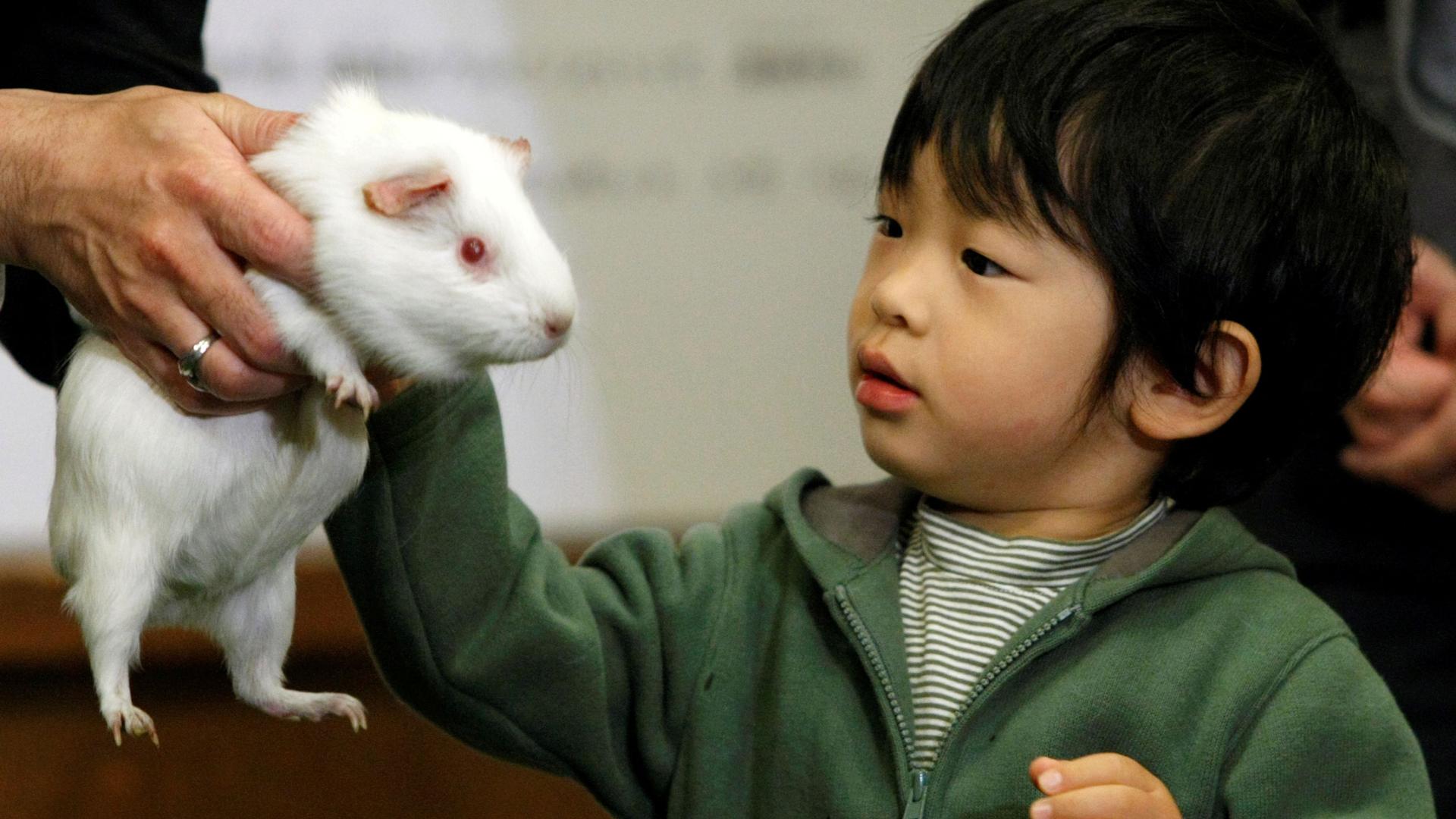 A small child touches a guinea pig