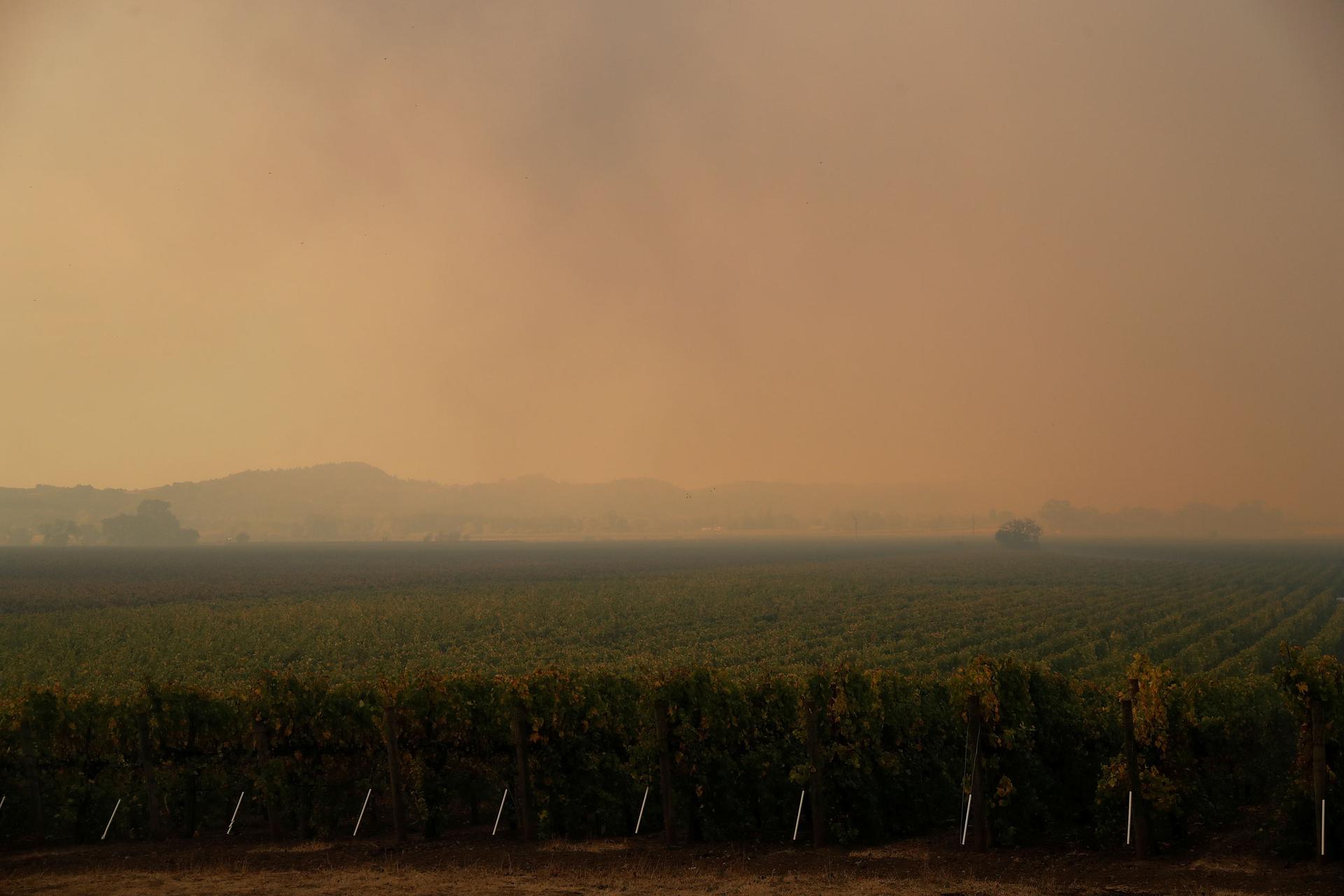 A vineyard is shown with mountains off in the distance with smoke clouding the entire sky.