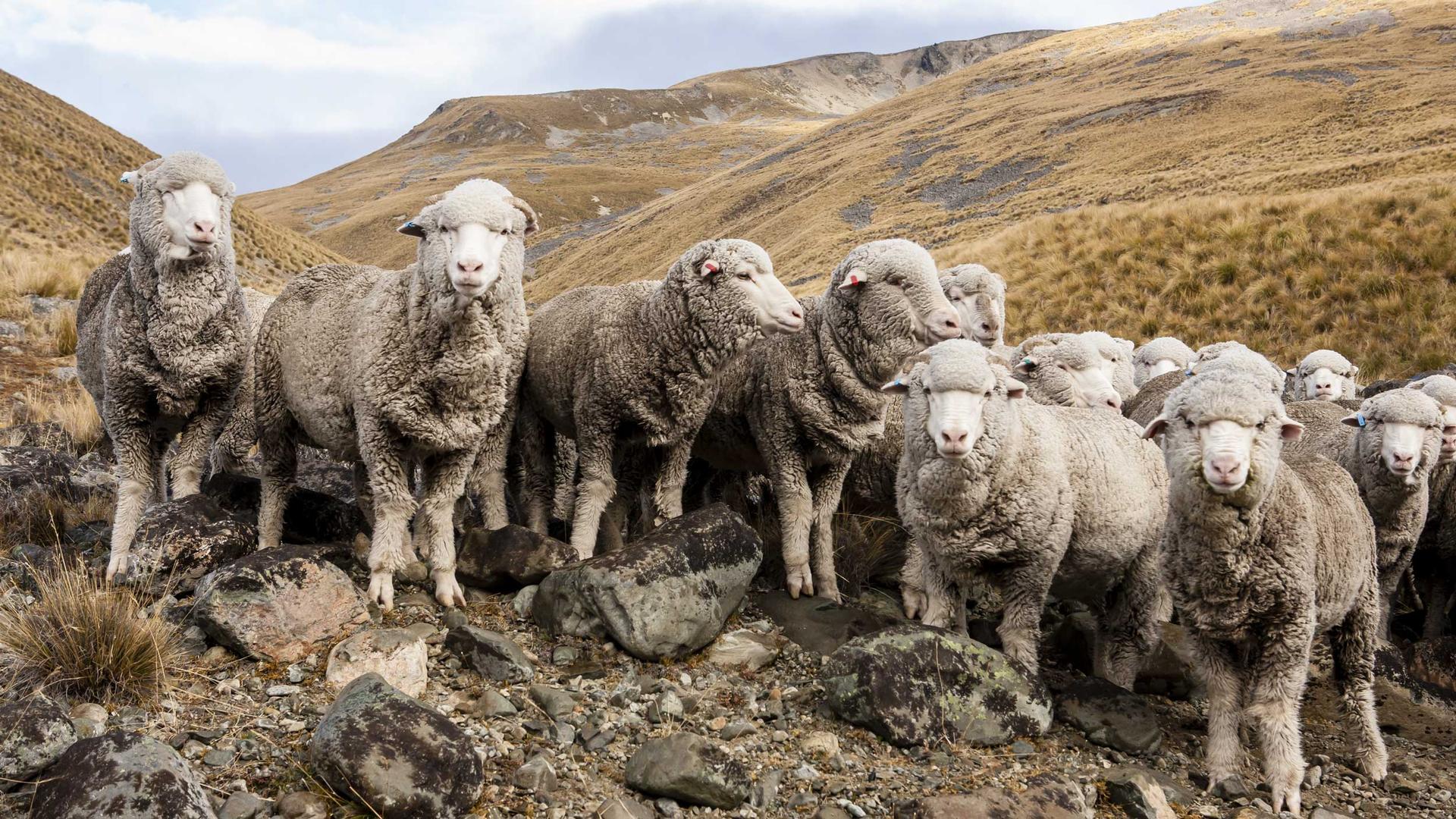 Sheep stand on rocks in front of mountains looking at the camera
