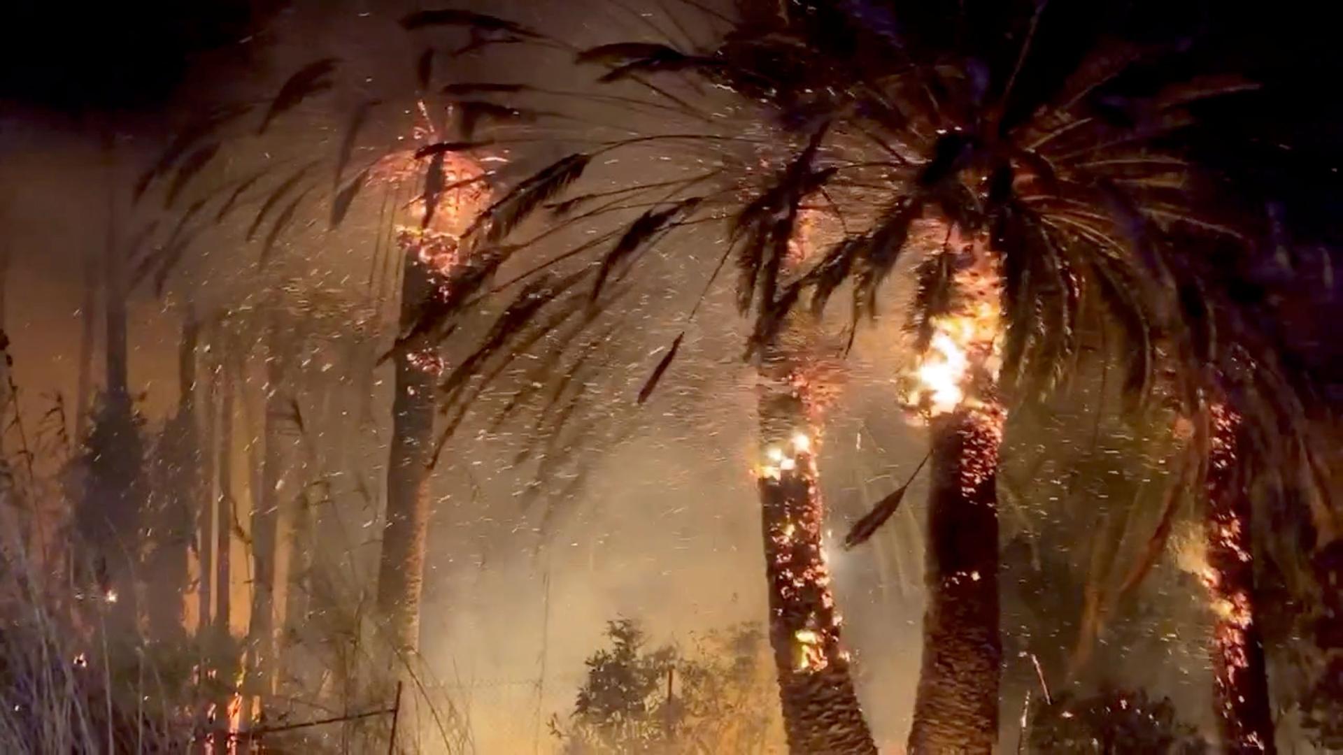 Palm trees on fire
