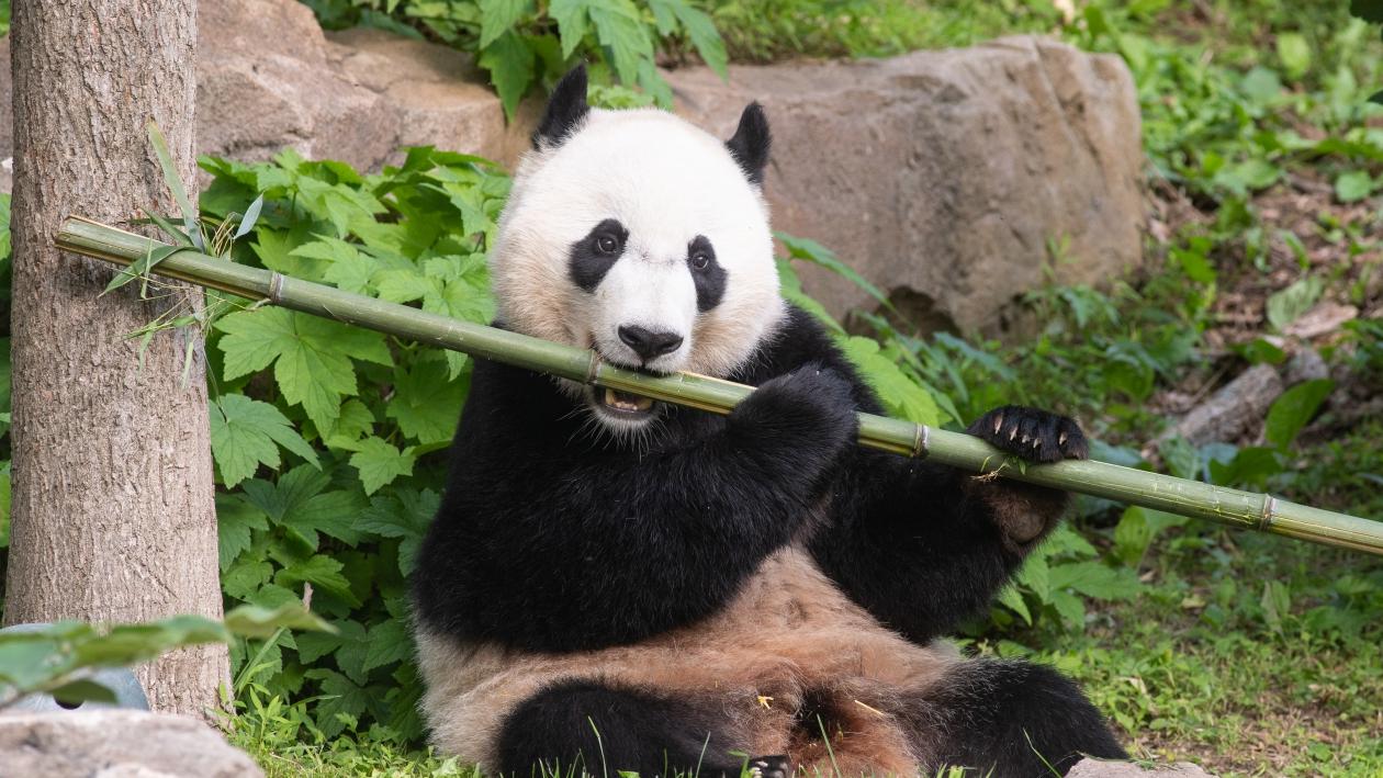 A black and white panda bear holds a bamboo in his mouth 
