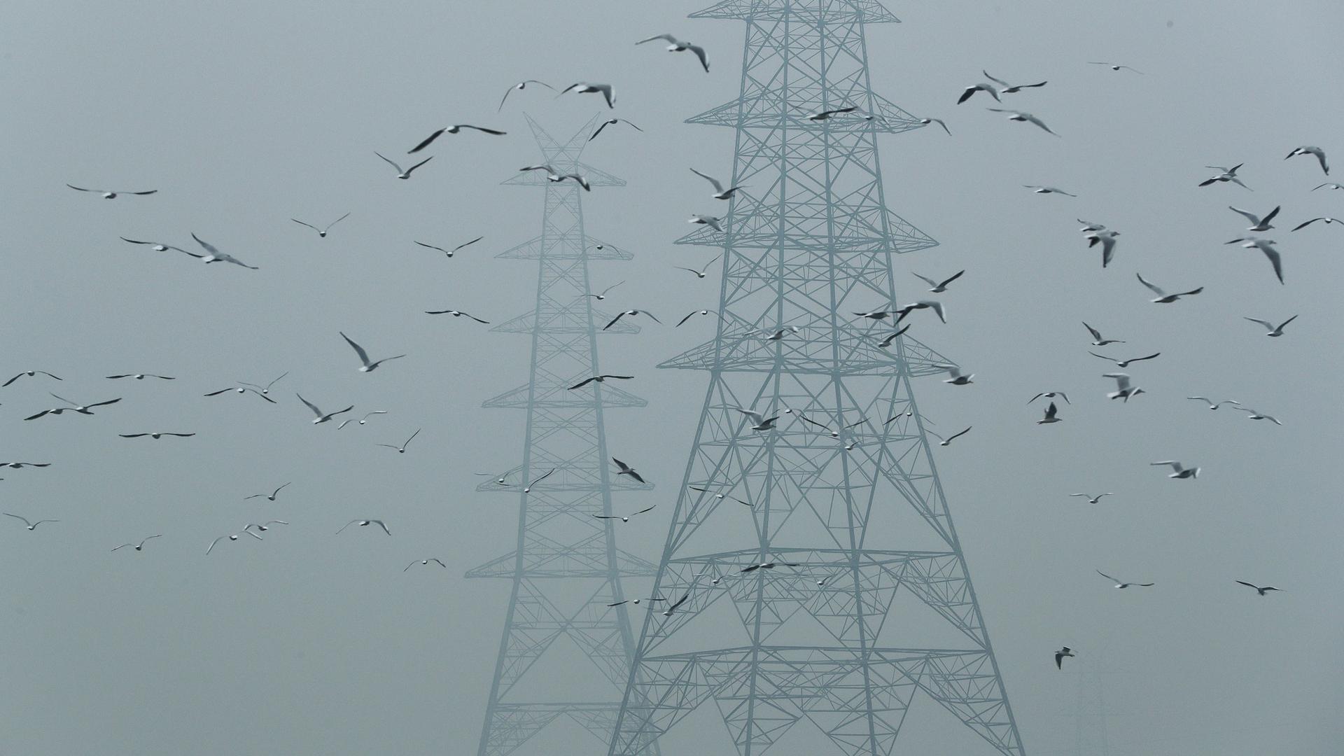 Dozens of birds are shown flying next to large electricity pylons on a smoggy afternoon.