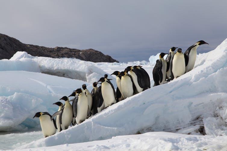 Penguins stand on ice in Antarctica. 