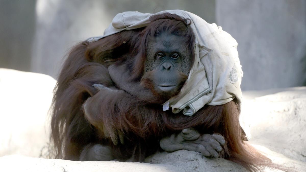 An orangutan looks at the camera.