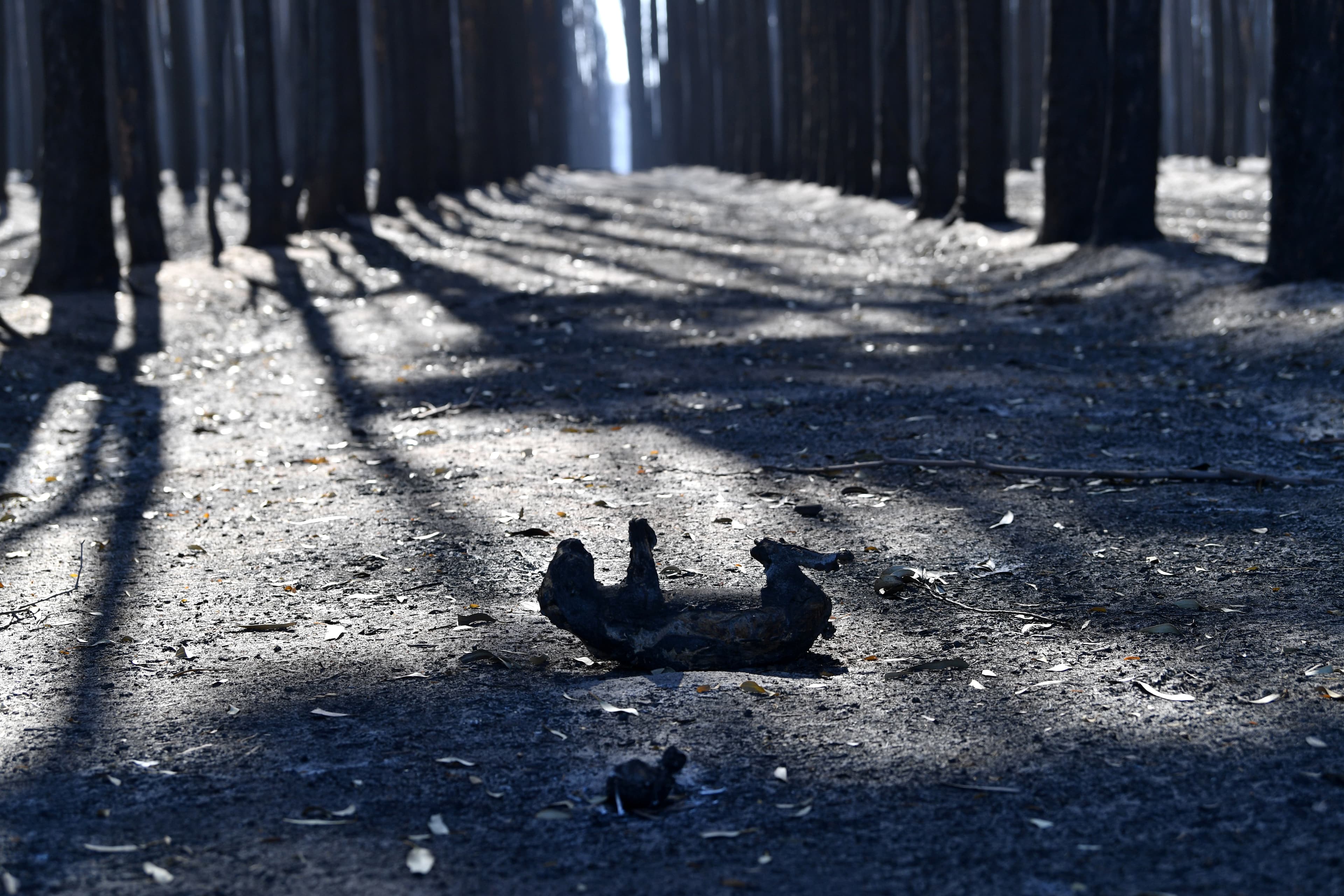 burnt koala lays on the ground in the forest