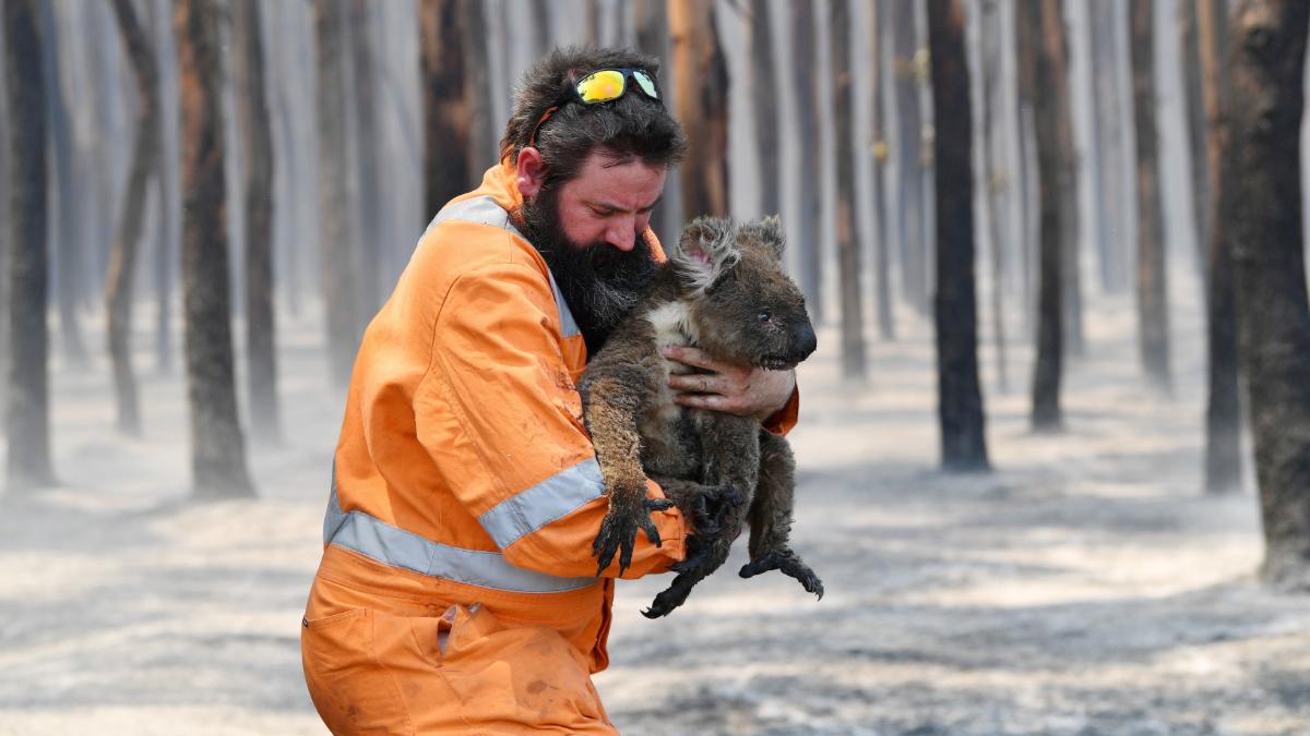 A man on an orange jumpsuit holds a koala with burned feet.