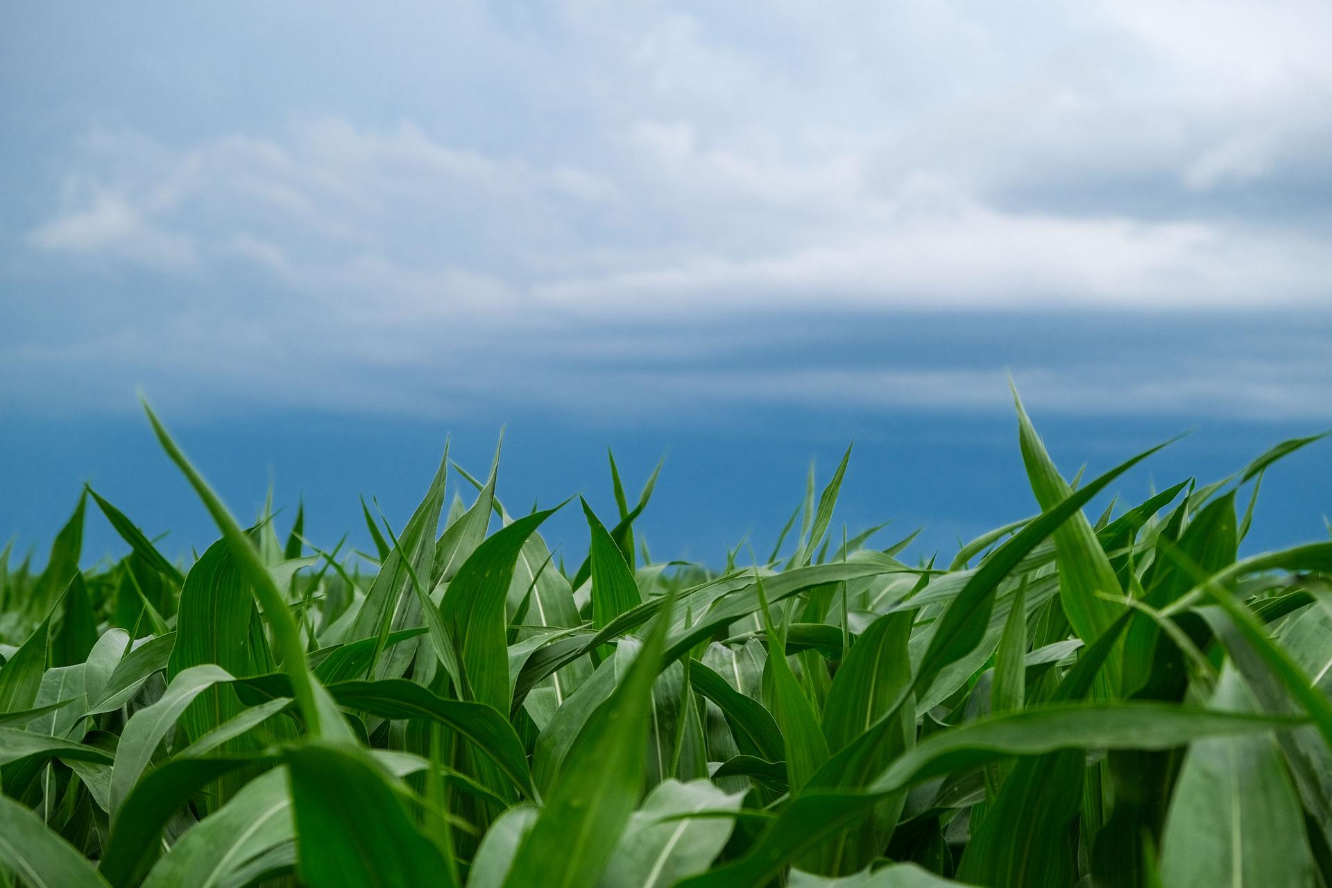 A field of young green corn with a blue sky in the background.