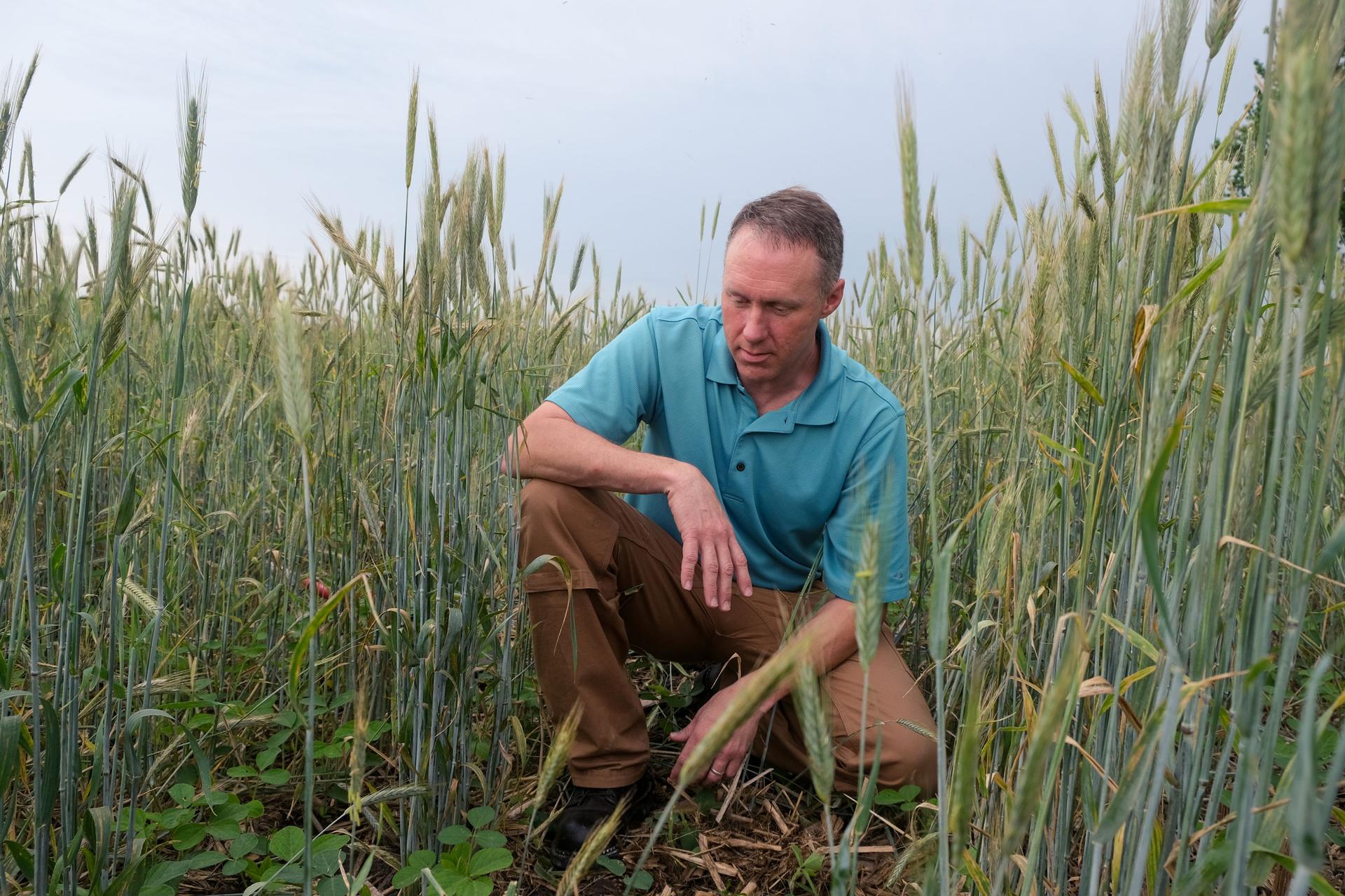 A man is shown kneeling in a wheat field and wearing a blue shirt.