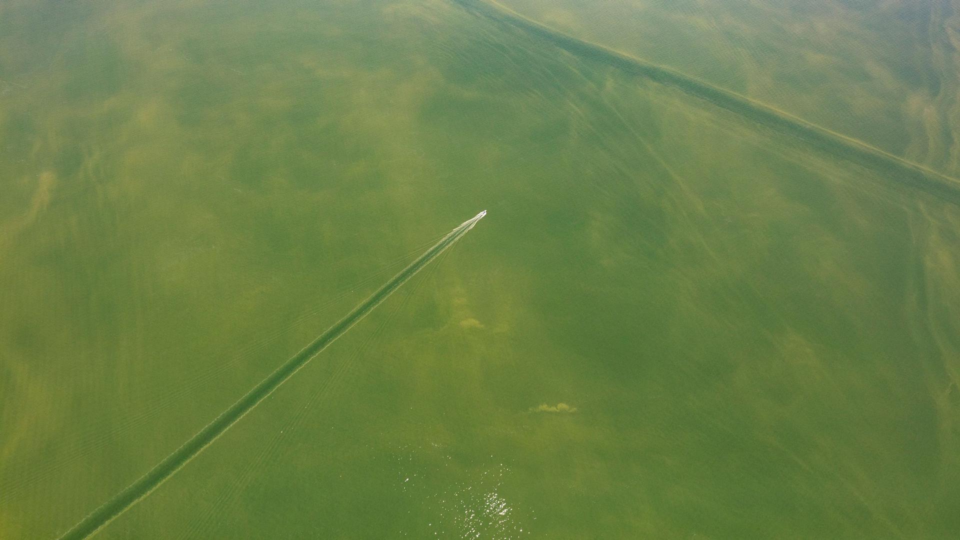 An ariel photograph showing Lake Erie coved in green algae with a boat moving through the middle.