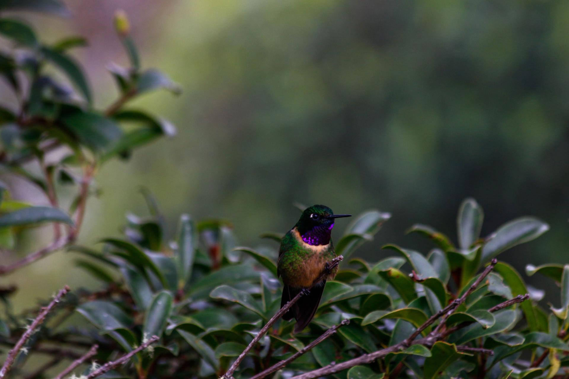 An amethyst-throated sunangel hummingbird is shown sitting on a branch.
