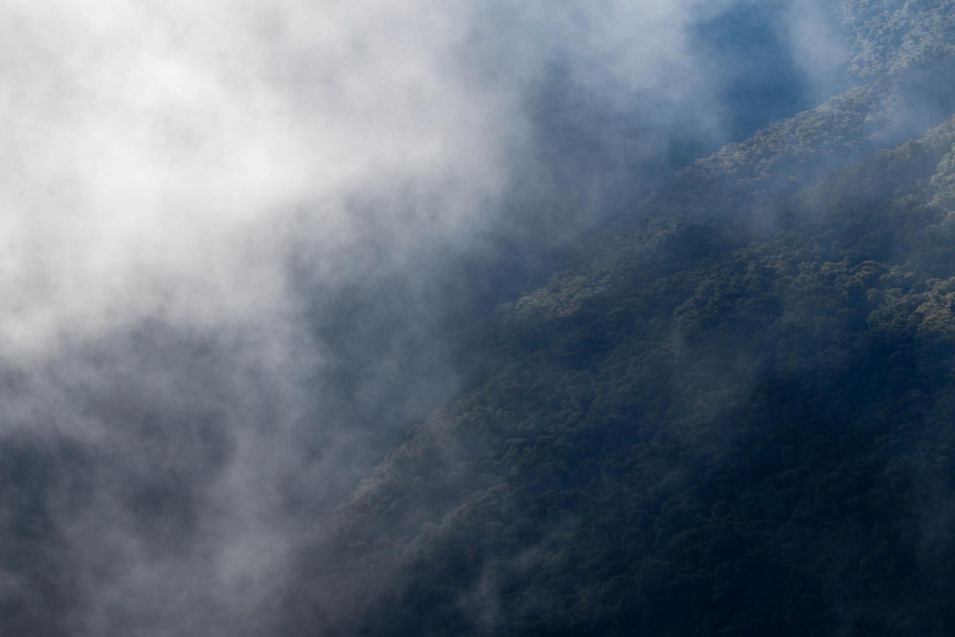 A photograph taken amongst the clouds in a cloud forest.