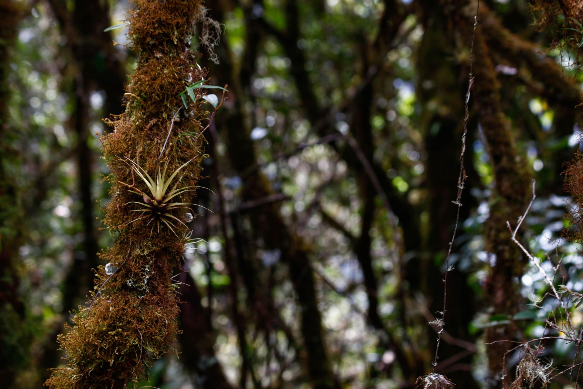 A close-up photograph of the bromeliads and mosses of the cloud forest.