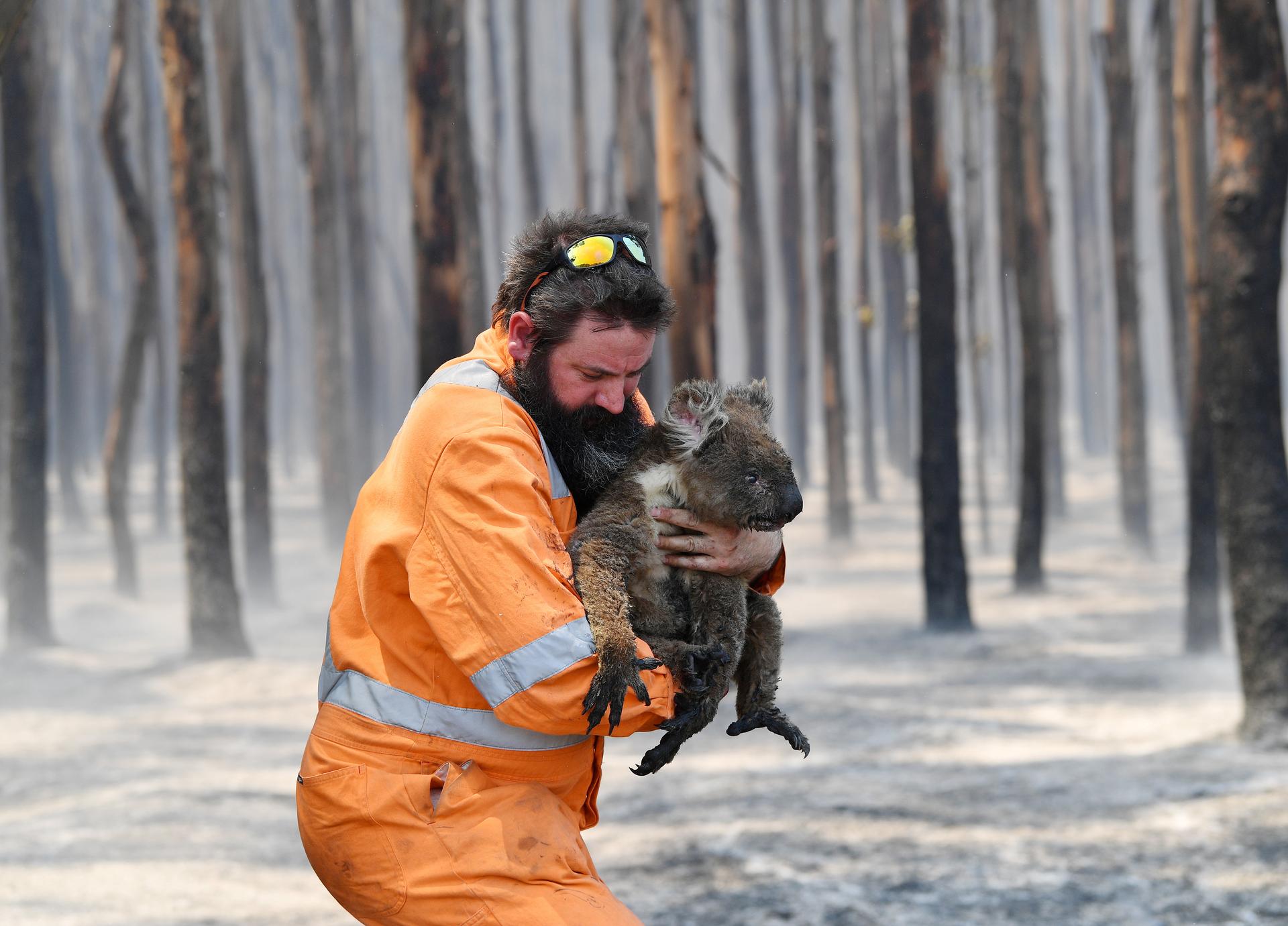 A wildlife rescuer carries a Koala.