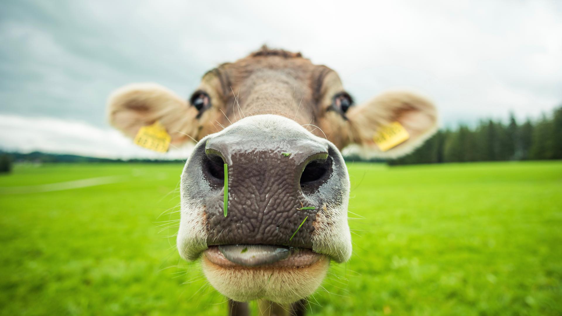 Research at The University of Sydney in Australia suggests cows have individual voices, and they talk to each other. 