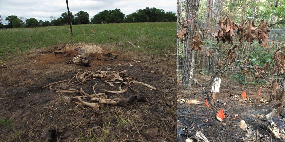 Only bones and fur remained a few weeks after a simulated MME (left). Chemicals leached into the soil during decomposition create a 