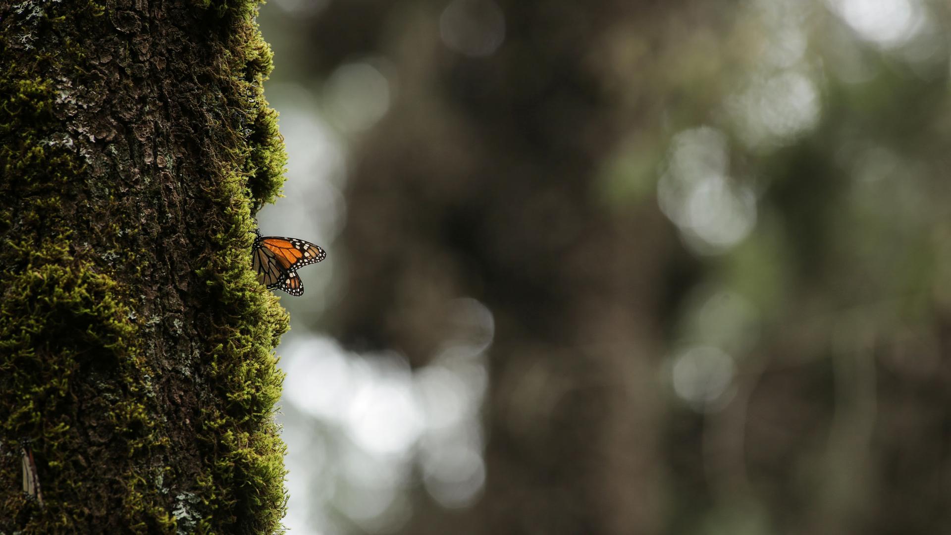A monarch butterfly is seen at El Rosario sanctuary for monarch butterflies in the western state of Michoacan, near Ocampo, Mexico, Feb. 3, 2020. 