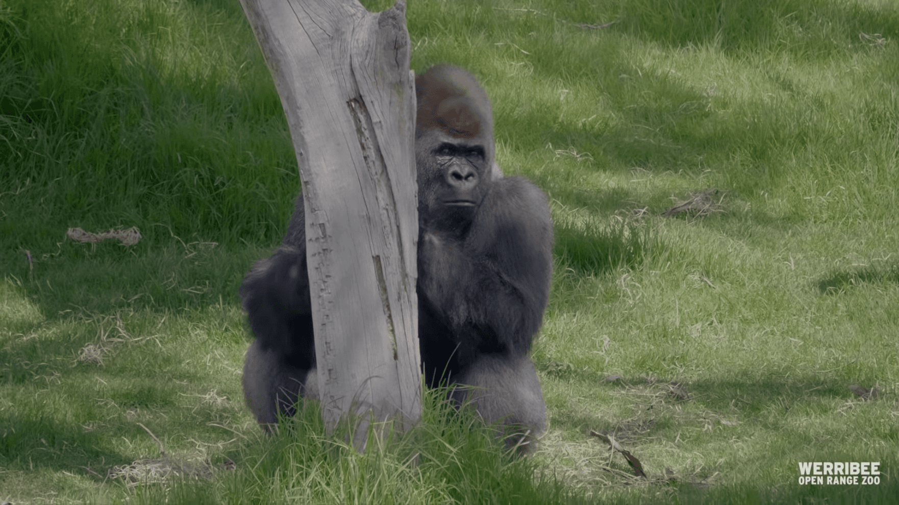 A gorilla appears sitting on green grass near a tree
