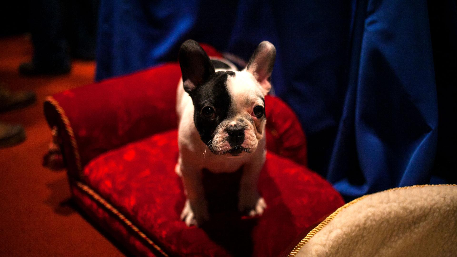 A French bulldog puppy looks at the camera
