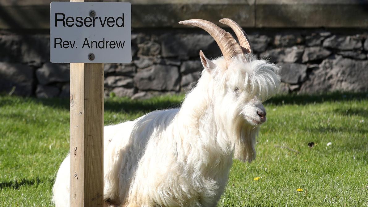 A white goat sits next to a sign that says reserved parking.