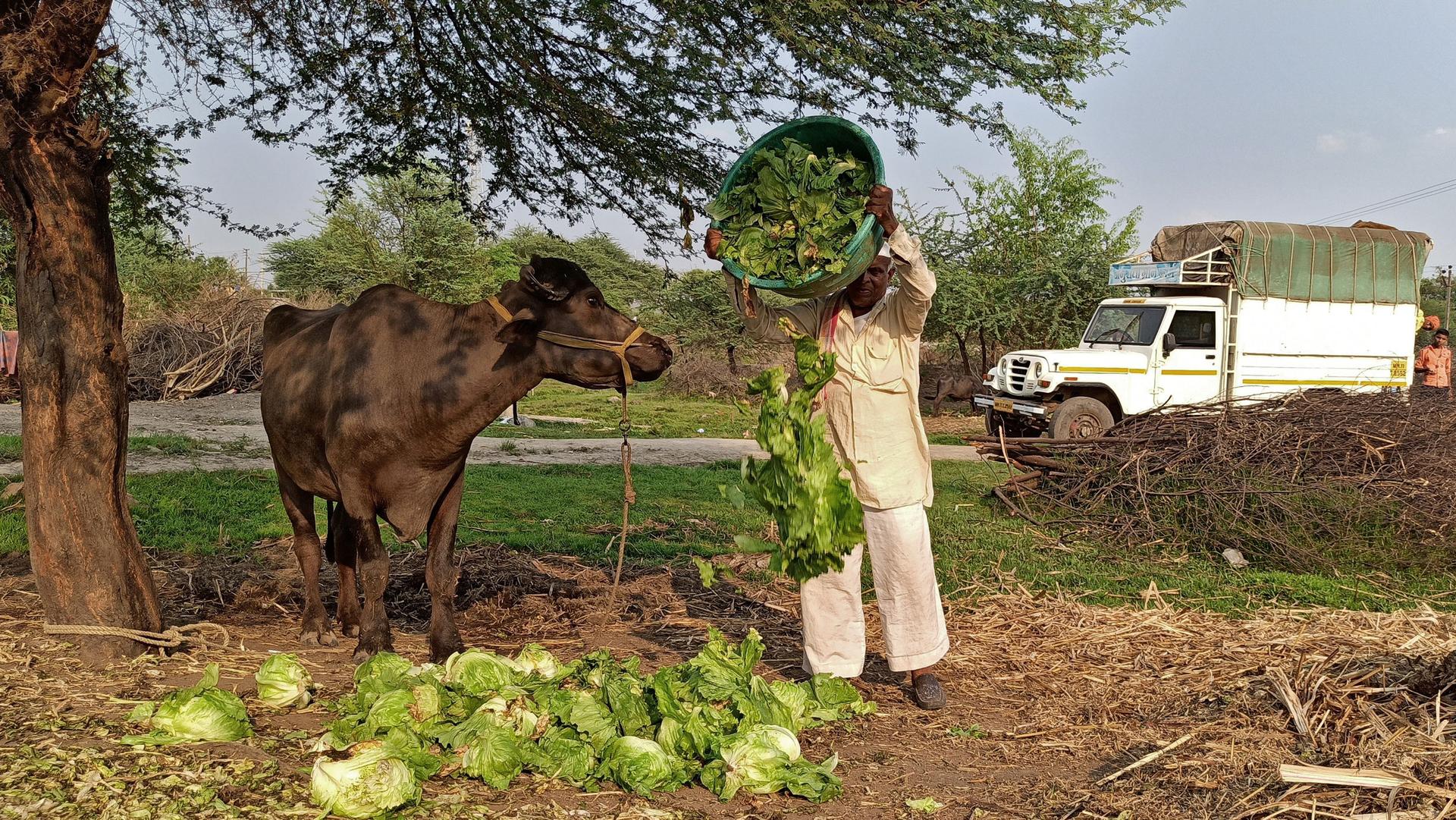 A man dumps lettuce in front of a buffalo. 