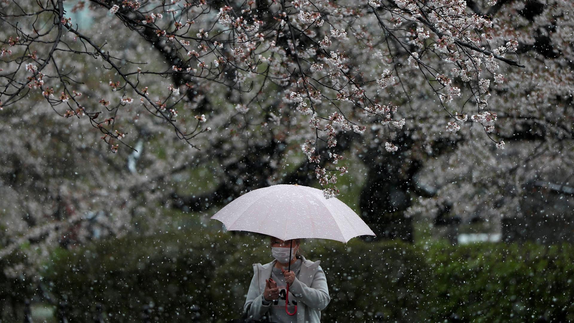 A woman is shown walking with through a area with flowering trees while holding an umbrella.