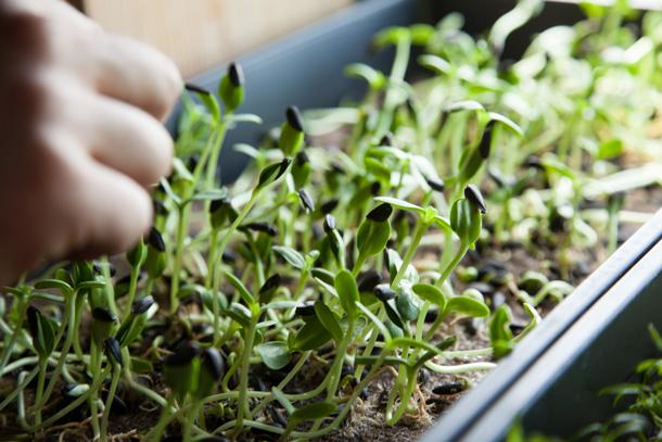 Microgreens are a simple way of incorporating fresh ingredients for cooking that you can grow in the comfort of your home. Some of the most popular microgreens include pea shoots, radish sprouts, sunflower shoots and wheatgrass.