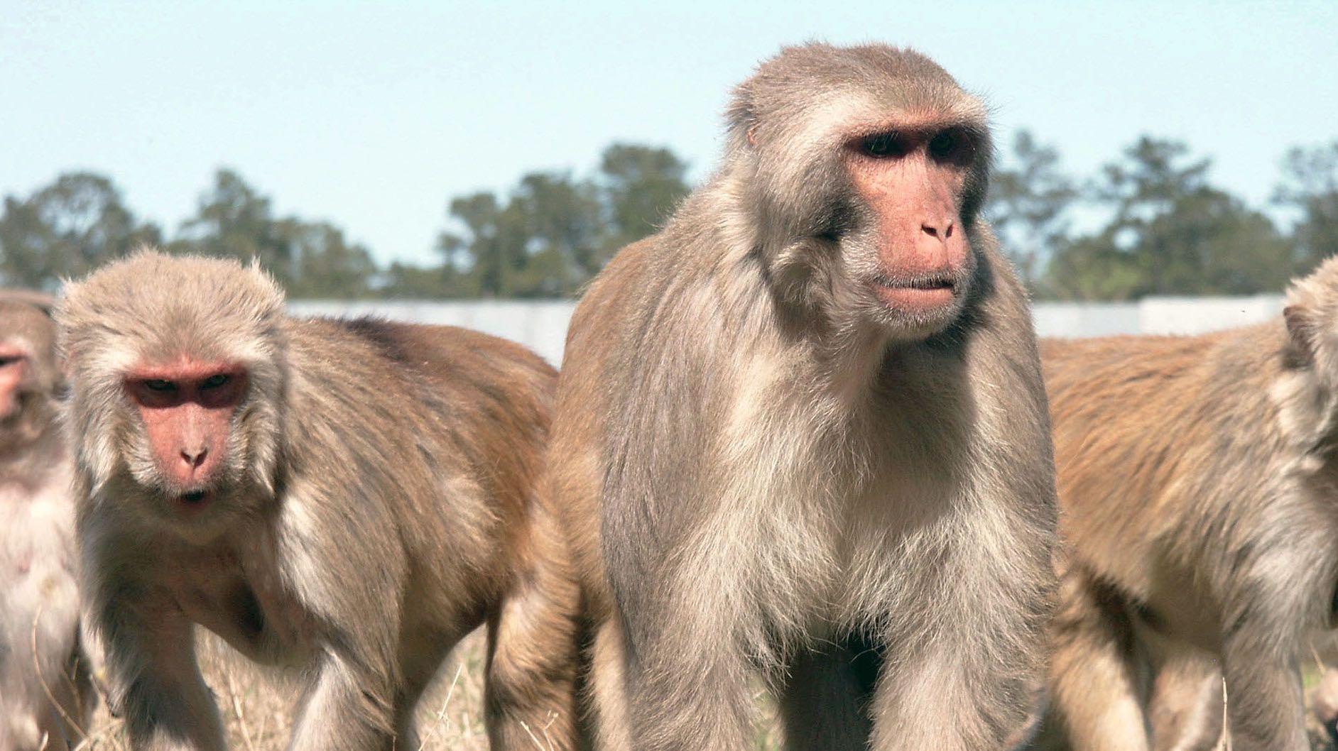 Aged male rhesus macaques monkeys at Tulane University are pictured. 