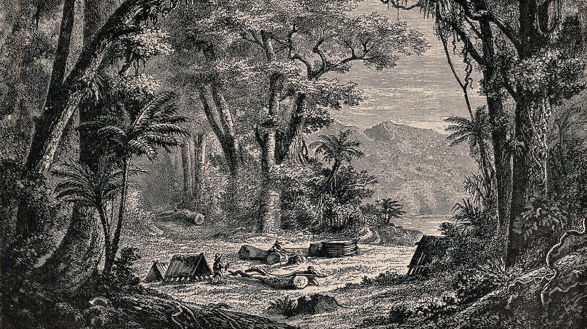 An engraving of a Peruvian forest