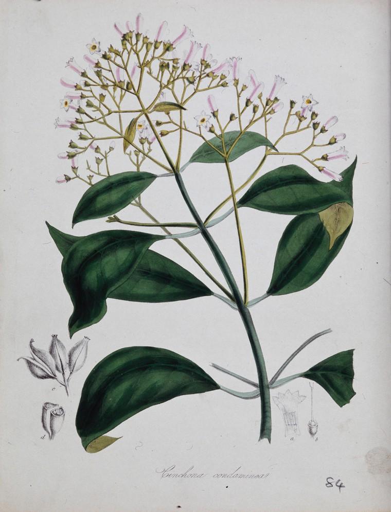 A lithograph of a flowering plant