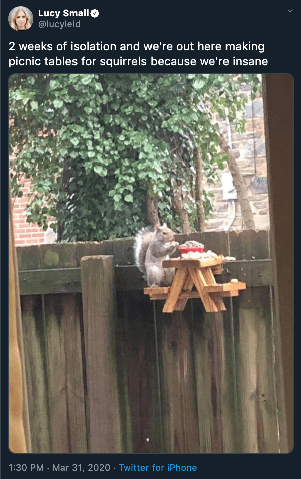 A screenshot of a squirrel sitting at a tiny picnic table from Twitter