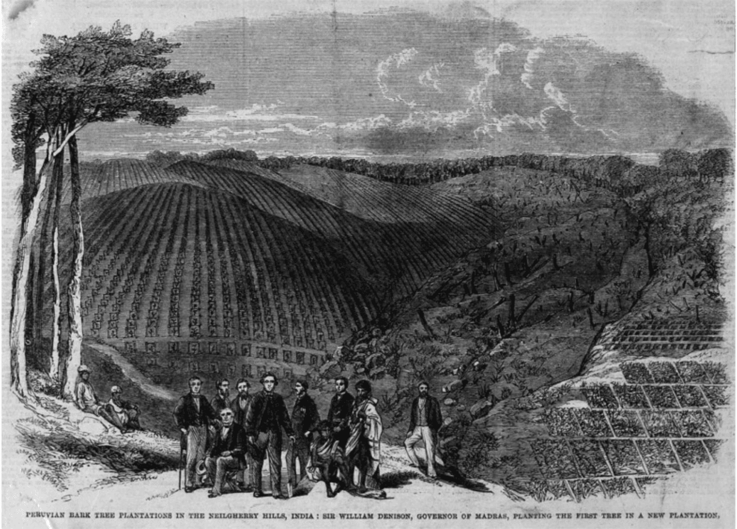 Wood-engraving of the planting of the first cinchona tree in a new plantation in the Nilgiris.