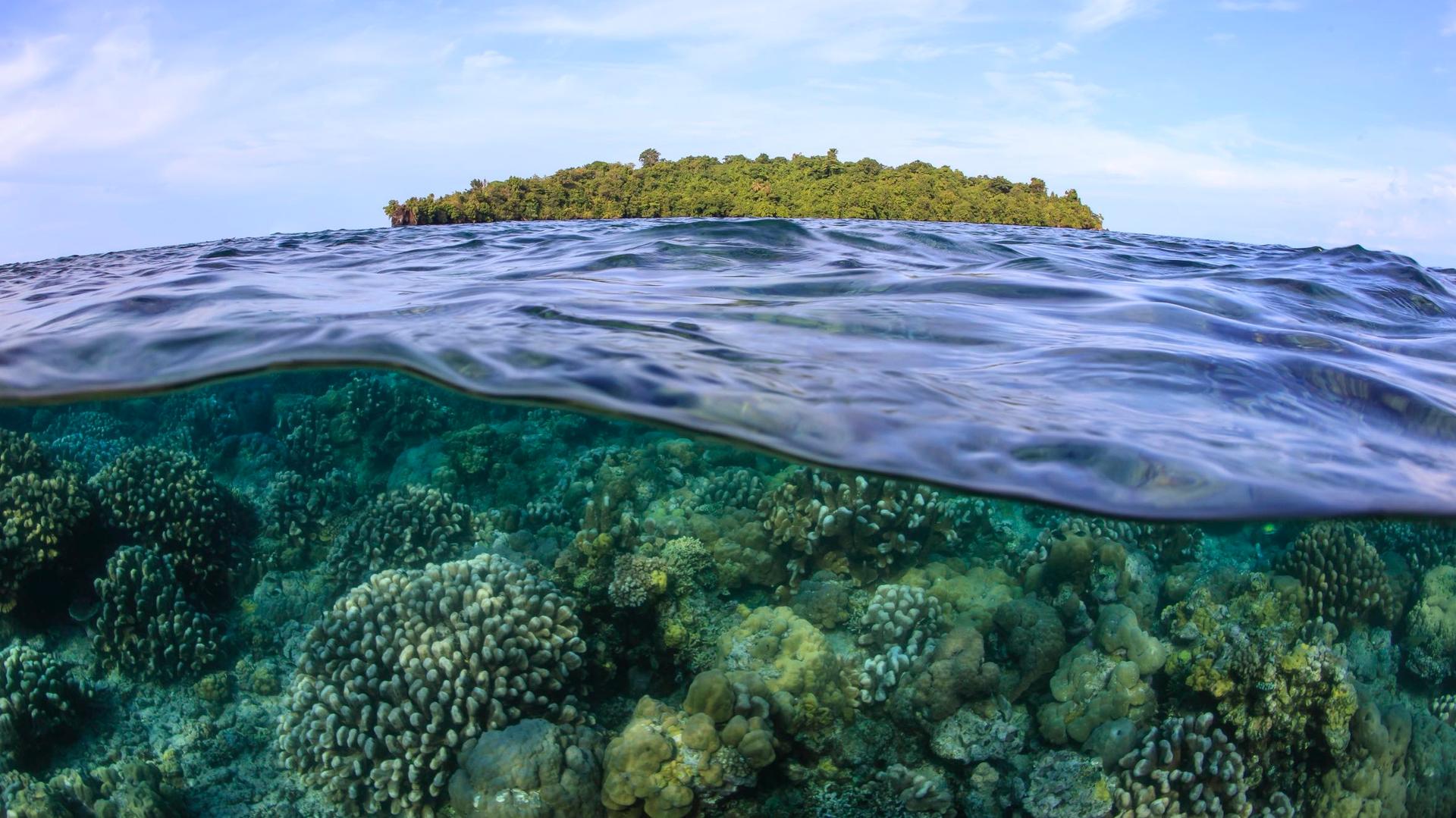 Corals grow in the shallow waters around a small island in Kimbe Bay, Papua New Guinea. 