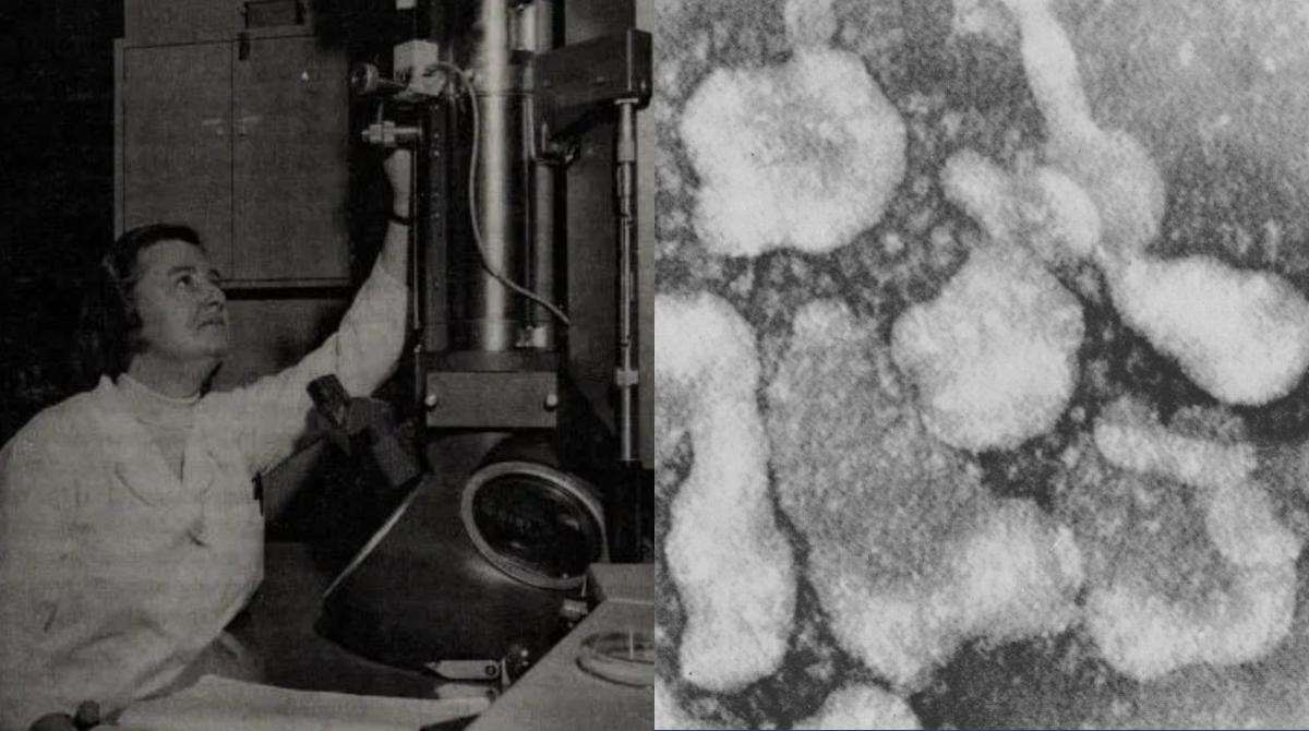 Composite of 2 pictures. One of a woman in front of a microscope and the second one of the coronavirus.