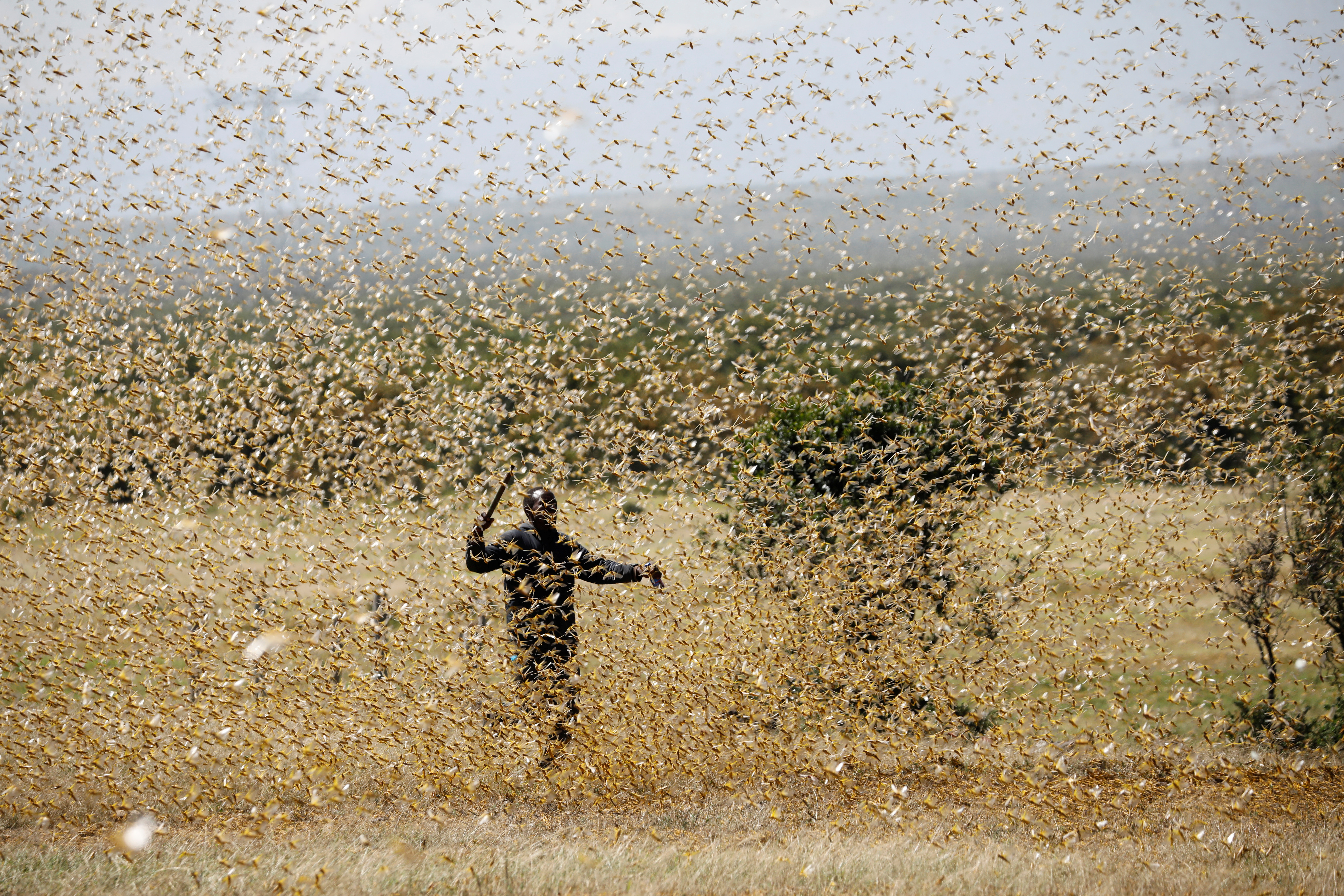 A man attempts to fend-off a swarm of desert locusts at a ranch near the town of Nanyuki in Laikipia county, Kenya, Feb. 21, 2020. 
