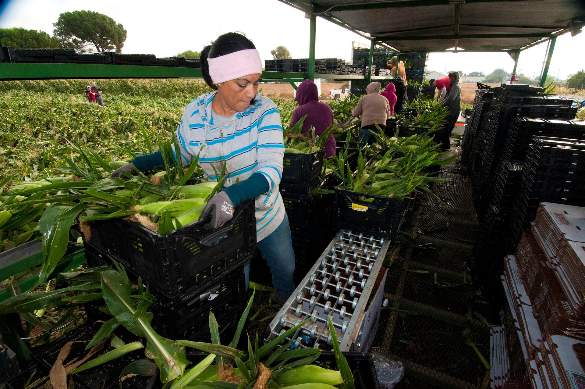 Migrant farmworkers harvest corn