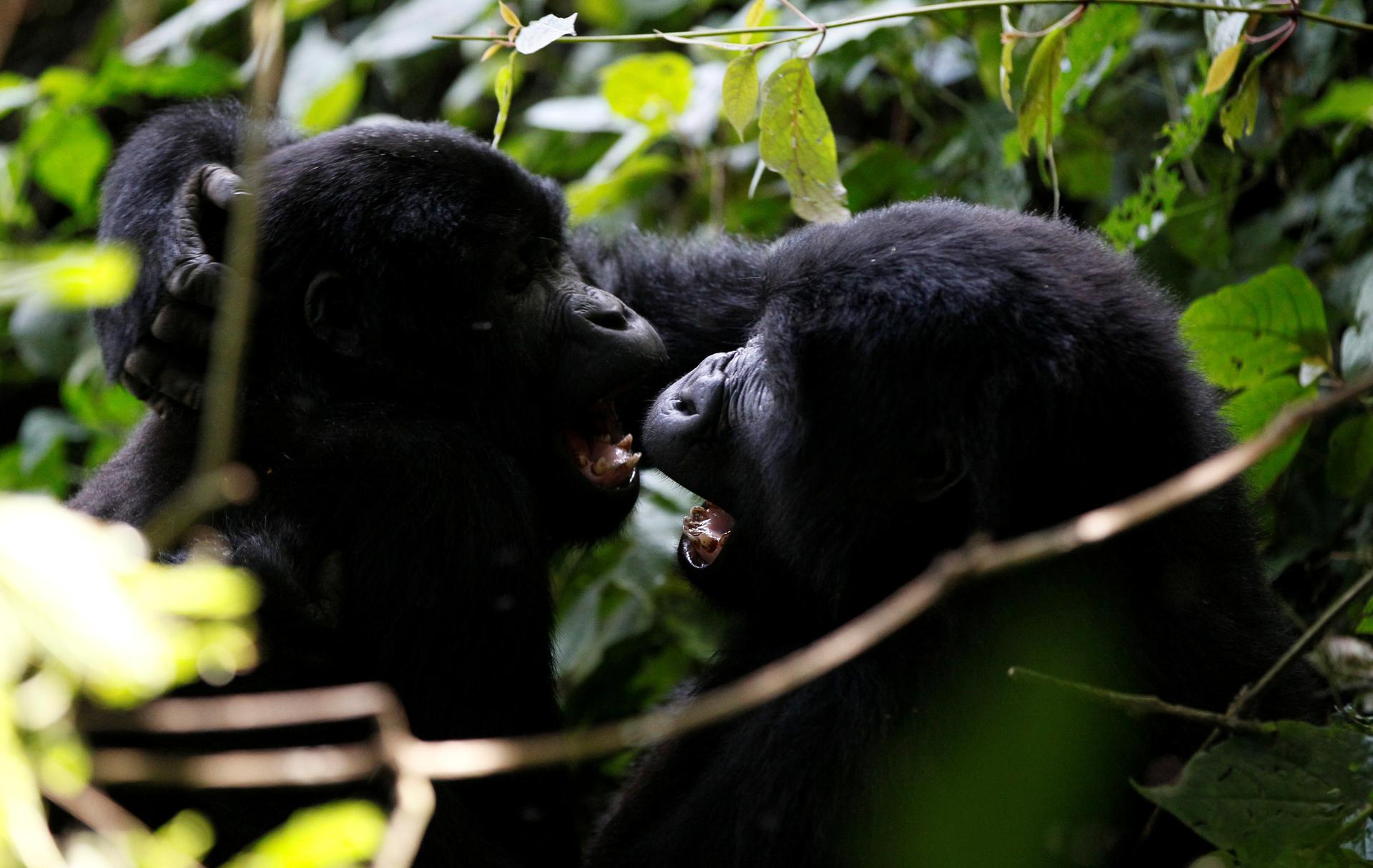 Two baby gorillas play in a forest