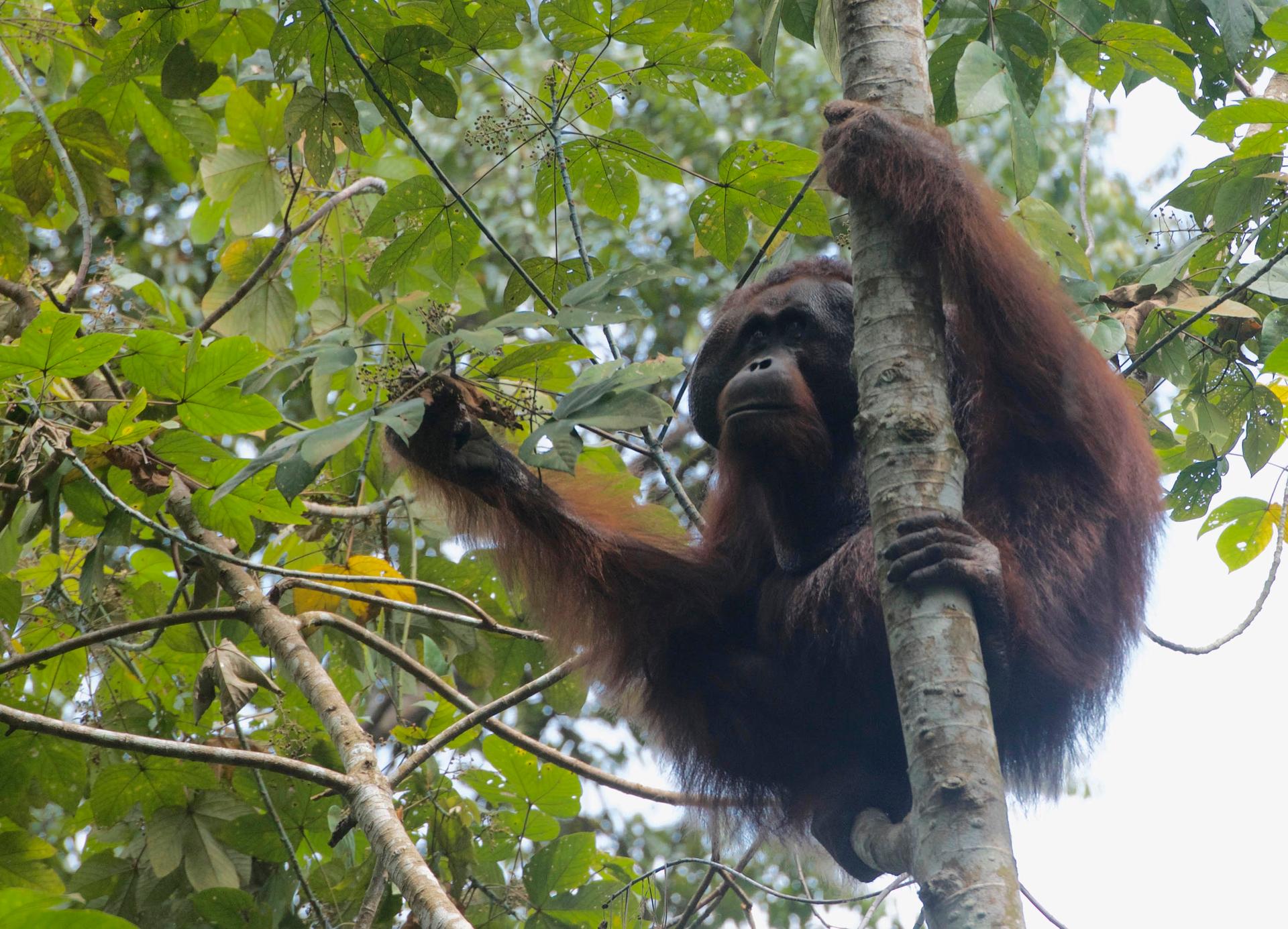 Conservationists worry that people across the tropics who have lost their jobs may poach wildlife for food, accidentally catching threatened animals like the orangutan.