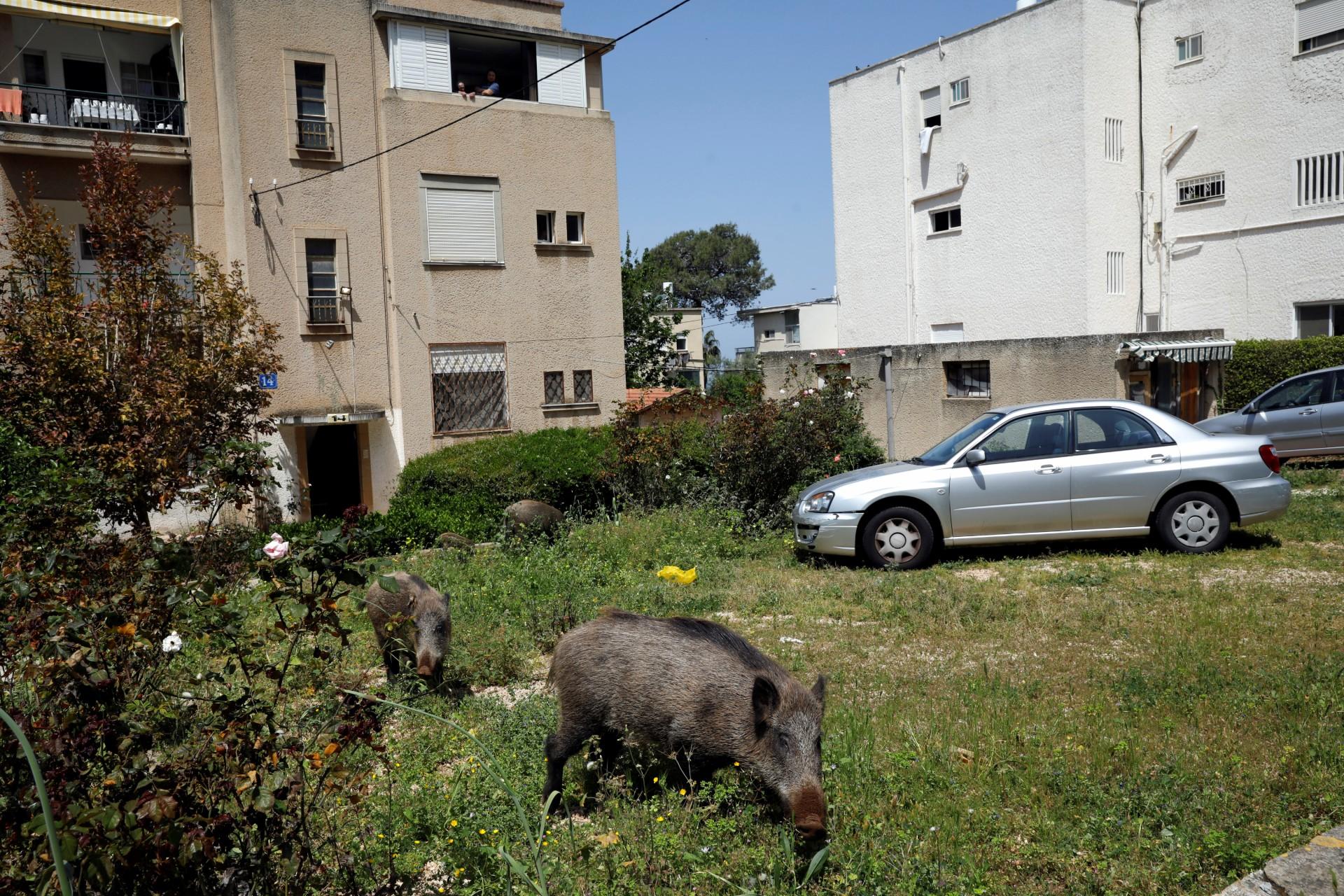 Wild boar next to apartment buildings