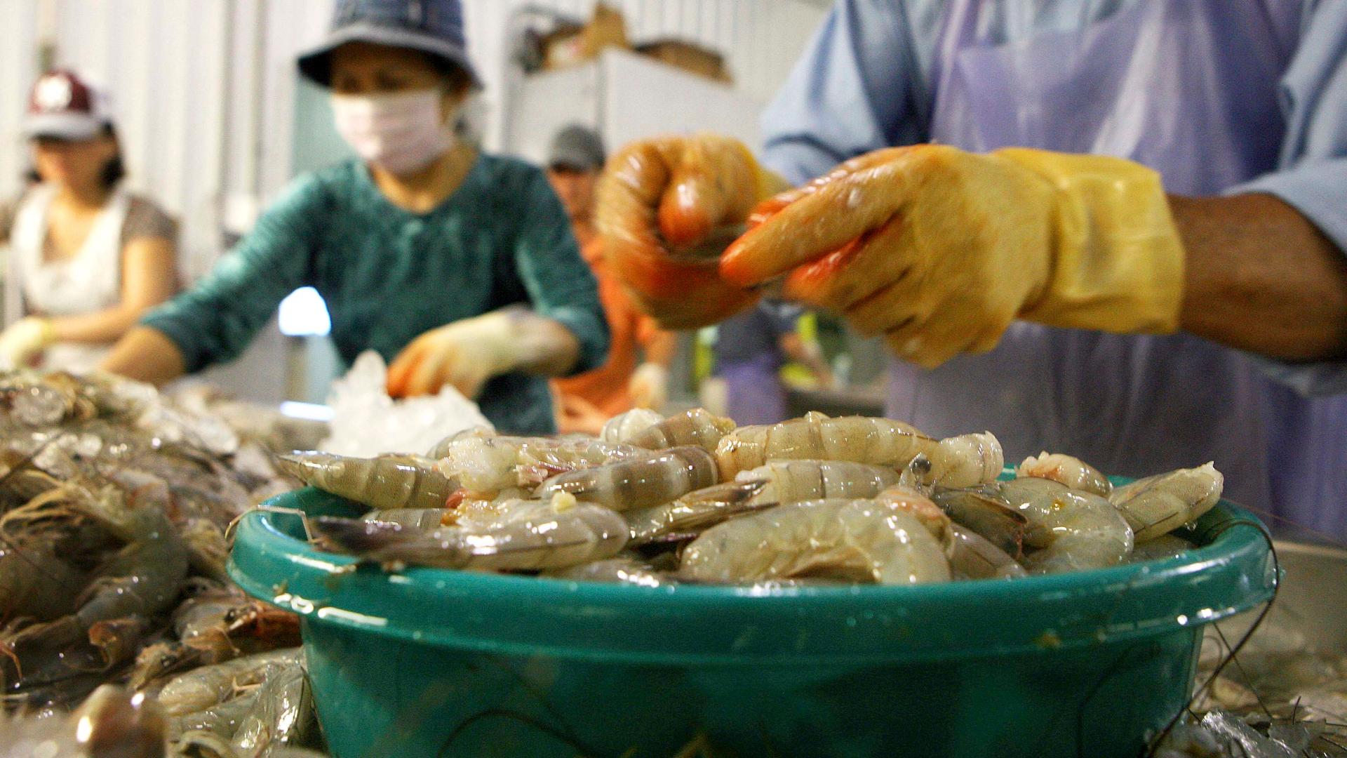Employees dehead Louisiana white shrimp at C.F. Gollott & Son Seafood in D'Iberville, Mississippi, June 3, 2010.