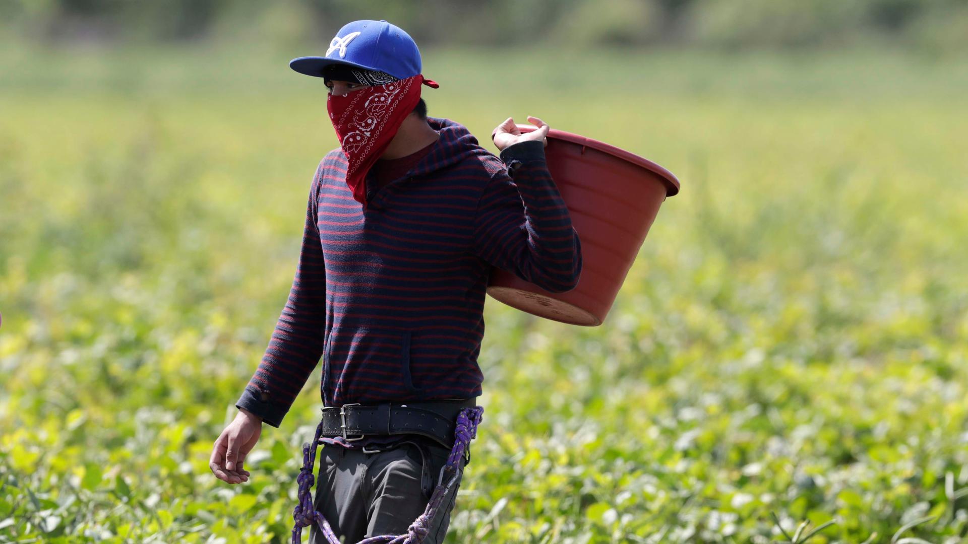 A farmworker, considered an essential worker under the current COVID-19 pandemic, harvests beans, May 12, 2020, in Homestead, Florida.