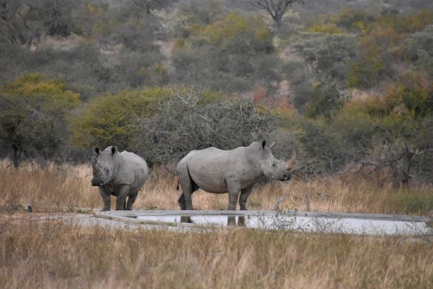 Rhinos Kruger South Africa