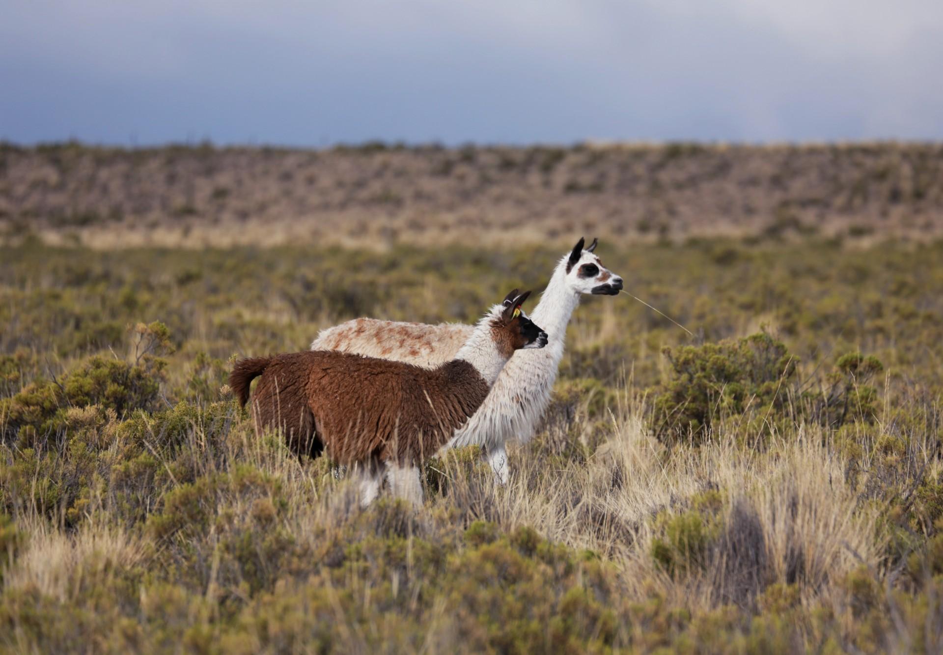 Two llamas in a field.