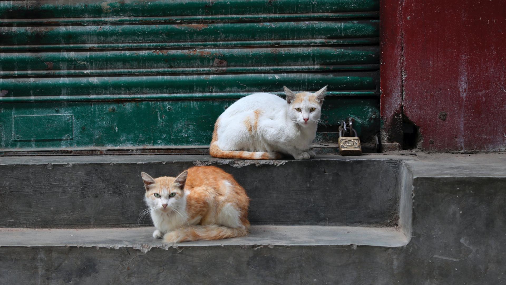 Cats rest outside a closed shop on cement steps with a red and green backdrop. 